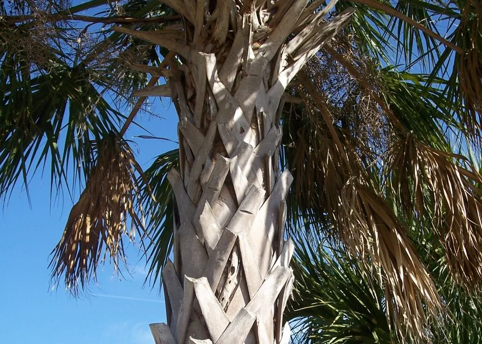 SAFLAX Palma Palmetto 8 Nasiona Sabal palmetto