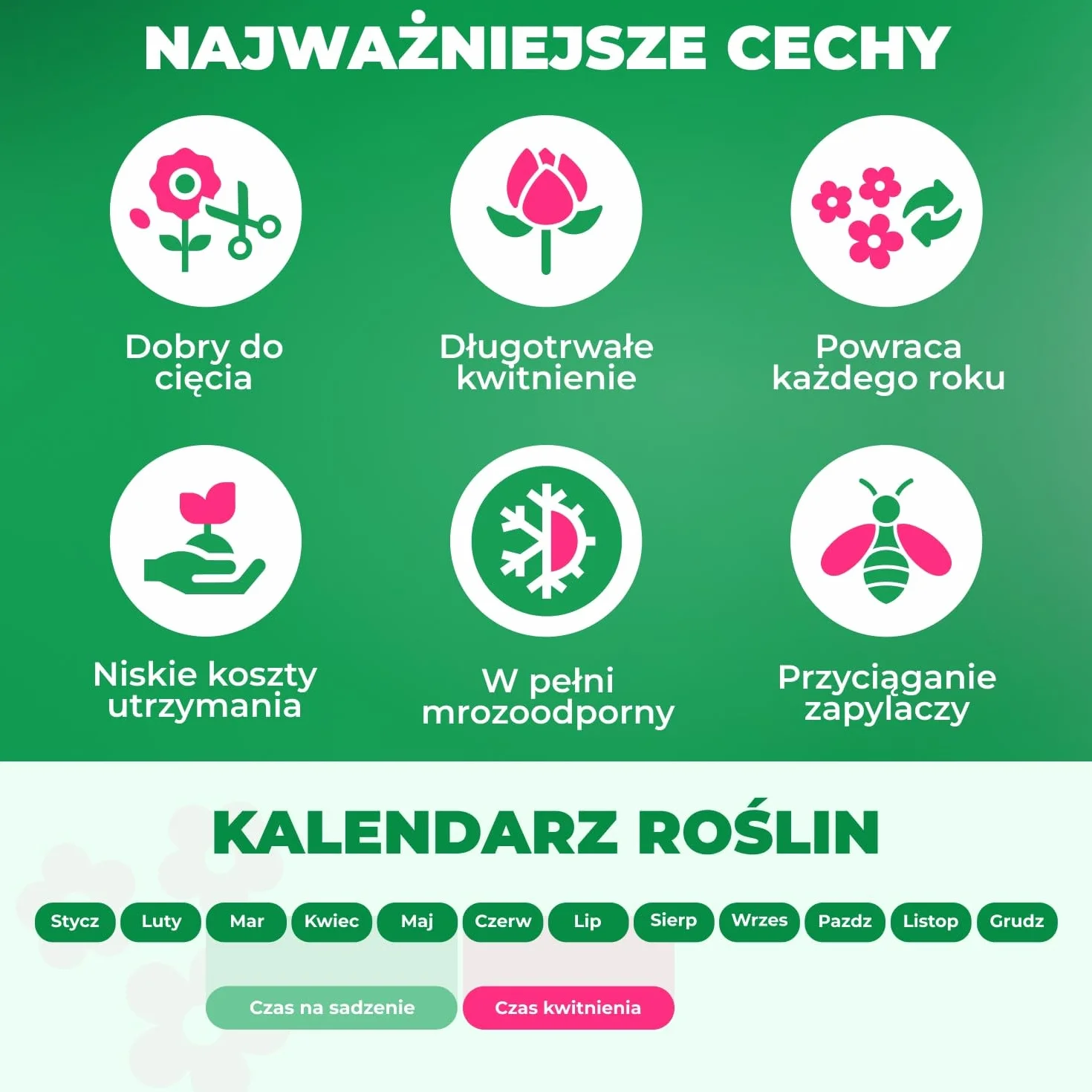 Narcyz Paperwhiter letni kwiat cebulowy 25 cebul żonkili pachnąca mieszanka z Holandii