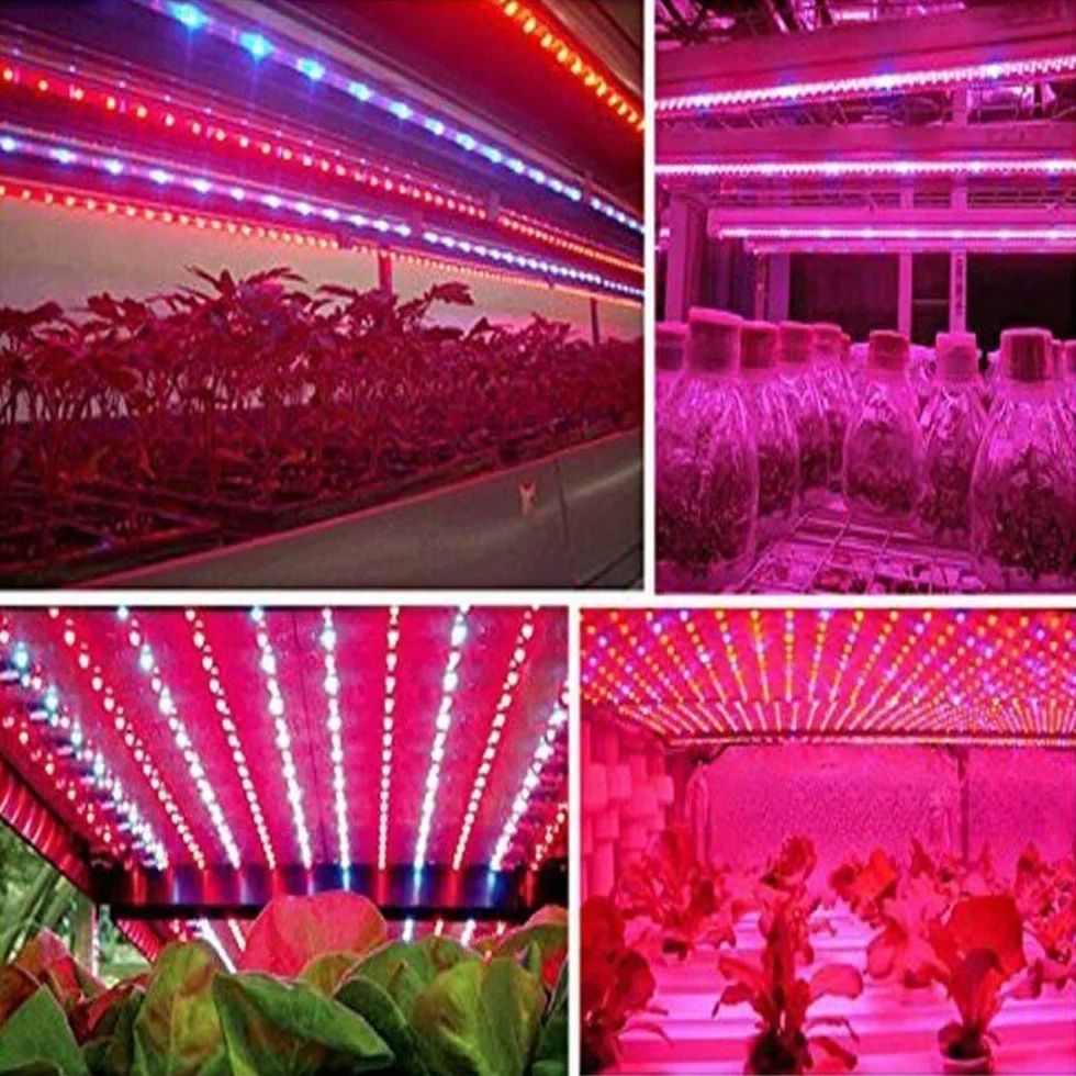 Taśma LED do uprawy roślin SMD 5050 IP65 wodoszczelna pełne spektrum DC 12V czerwony niebieski 3:1