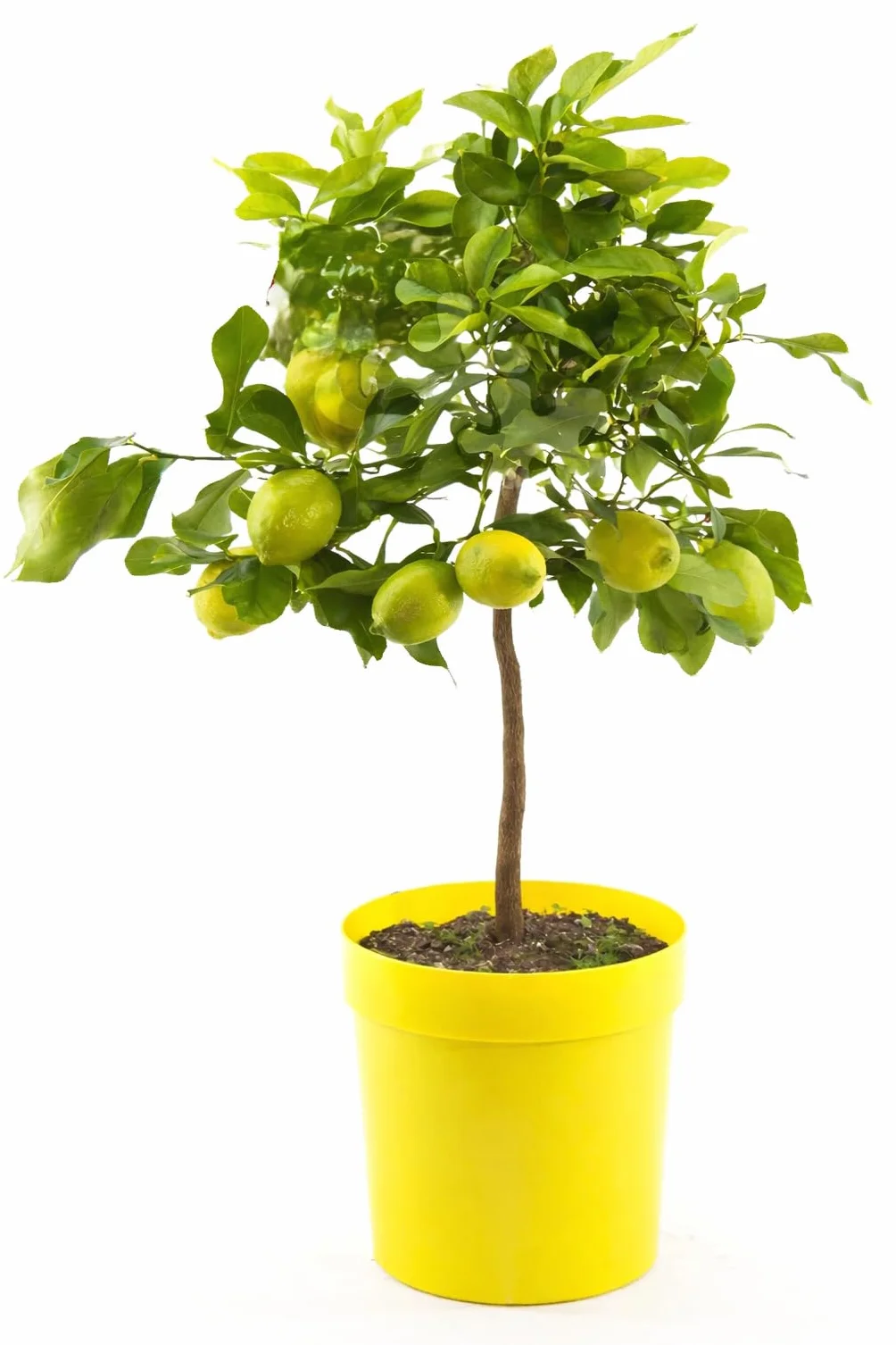 Cytrus Limon Lunario 80-100 cm – Prawdziwe Drzewko Cytrynowe