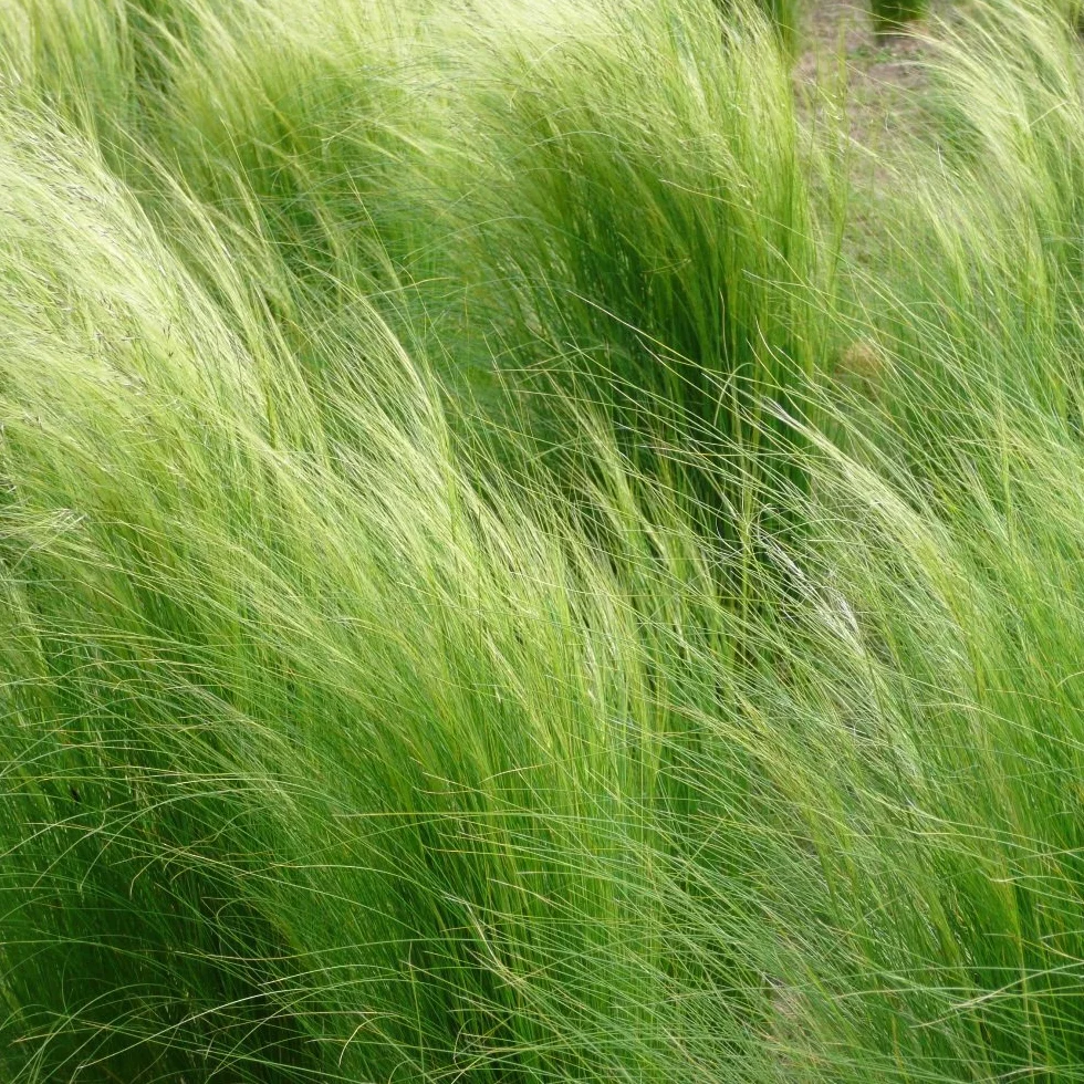 Nasiona trawy piórkowatej Meksykańskiej Kucyki - Stipa tenuissima -