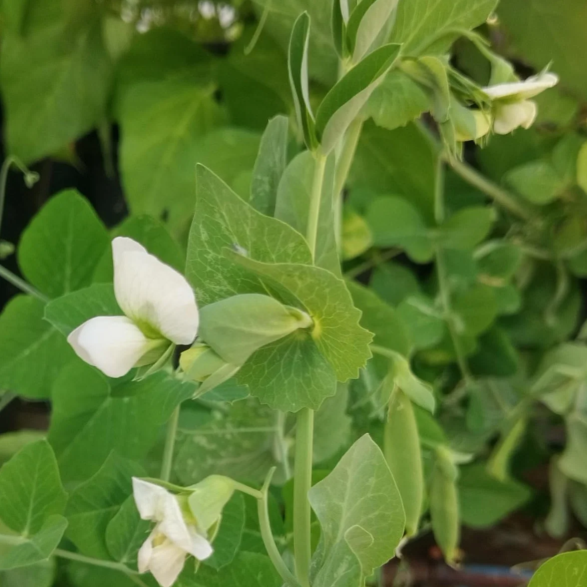 Groszek siewny 'Delikett' (Pisum sativum) ok. 50 nasion Groszek siewny