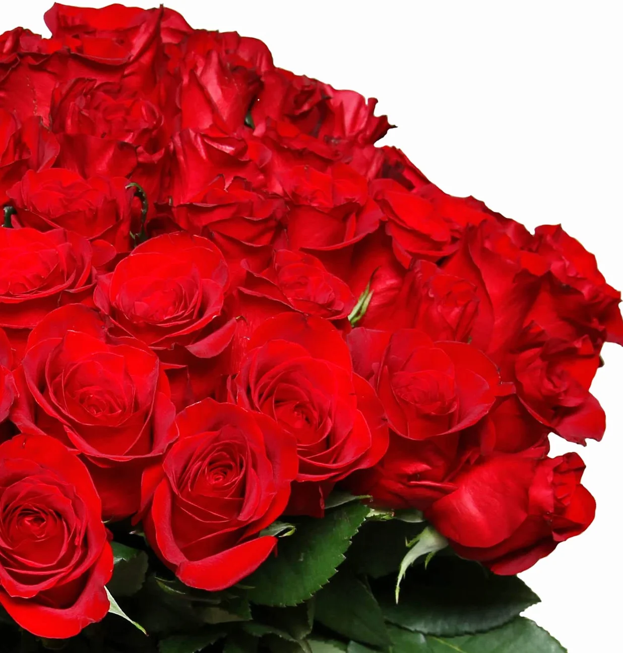 Bukiet 40 czerwonych róż ciętych, długość łodygi 40 cm, średnica 40-50 cm, świeże róże florystyczne