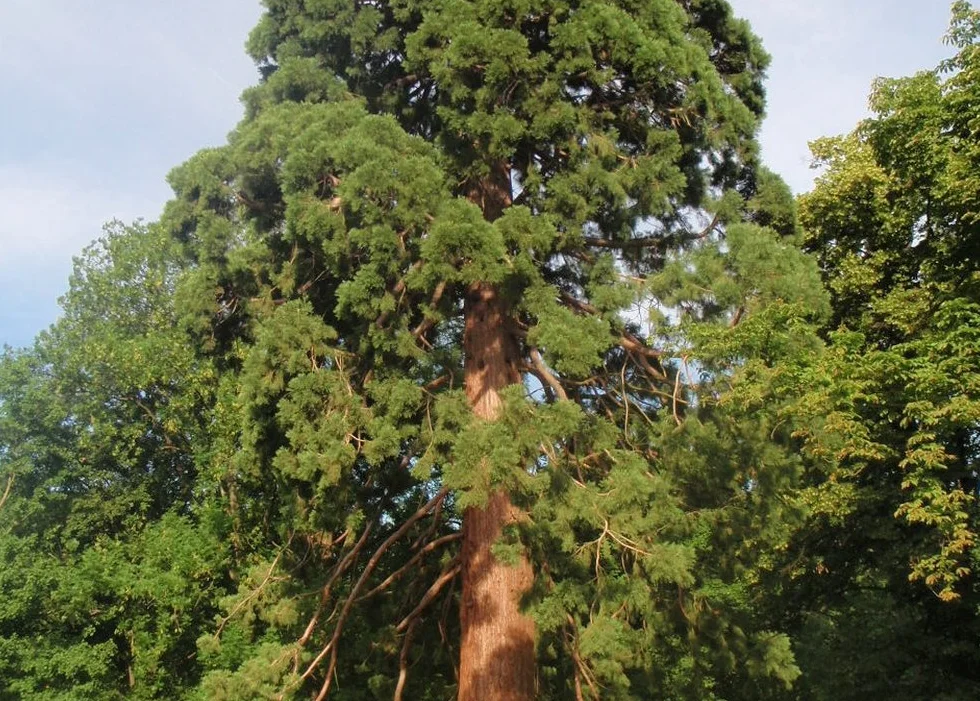 SAFLAX Sekwoja 50 Nasiona Sequoiadendron gigantea