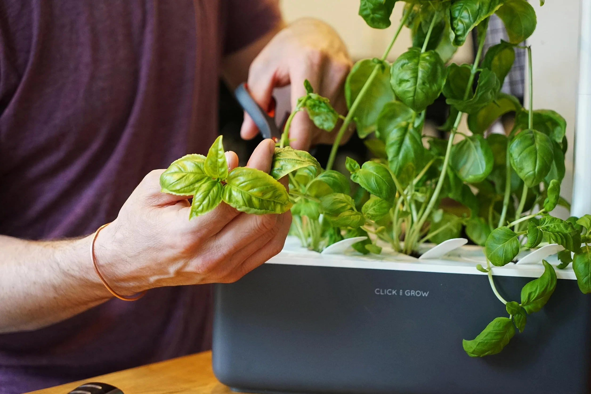 Emsa Click & Grow kapsułki substratowe bazylia opakowanie uzupełniające do Smart Garden 3-częściowy zestaw