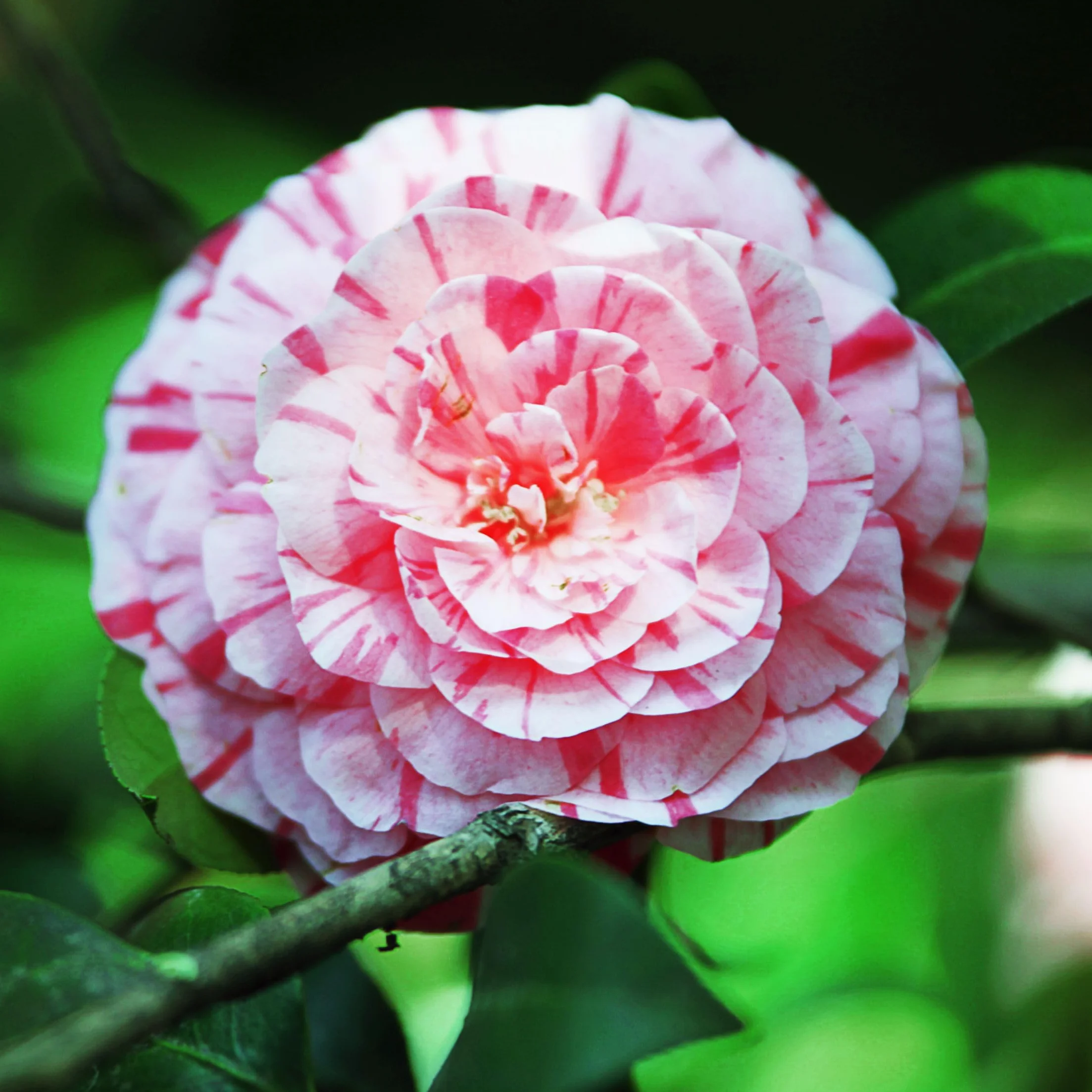 Camellia japonica Bonomiana Roślina zimoodporna Doniczka 15cm Wysokość 50-60cm