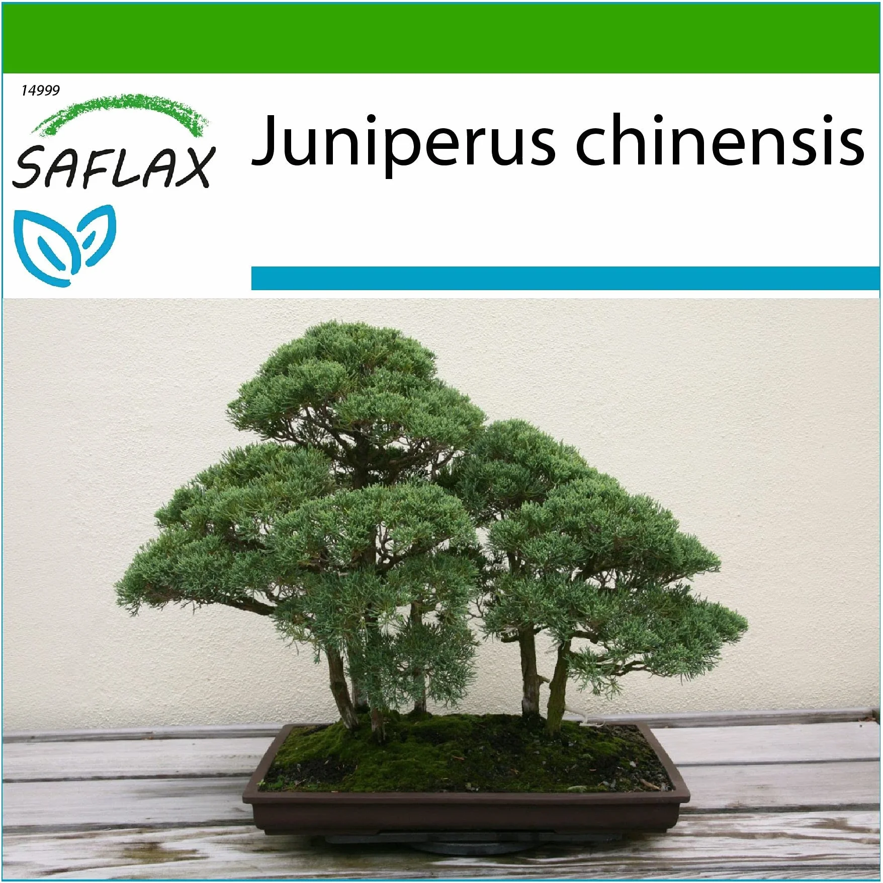 SAFLAX Bonsai Chiński Jałowiec Juniperus chinensis 30 Nasiona