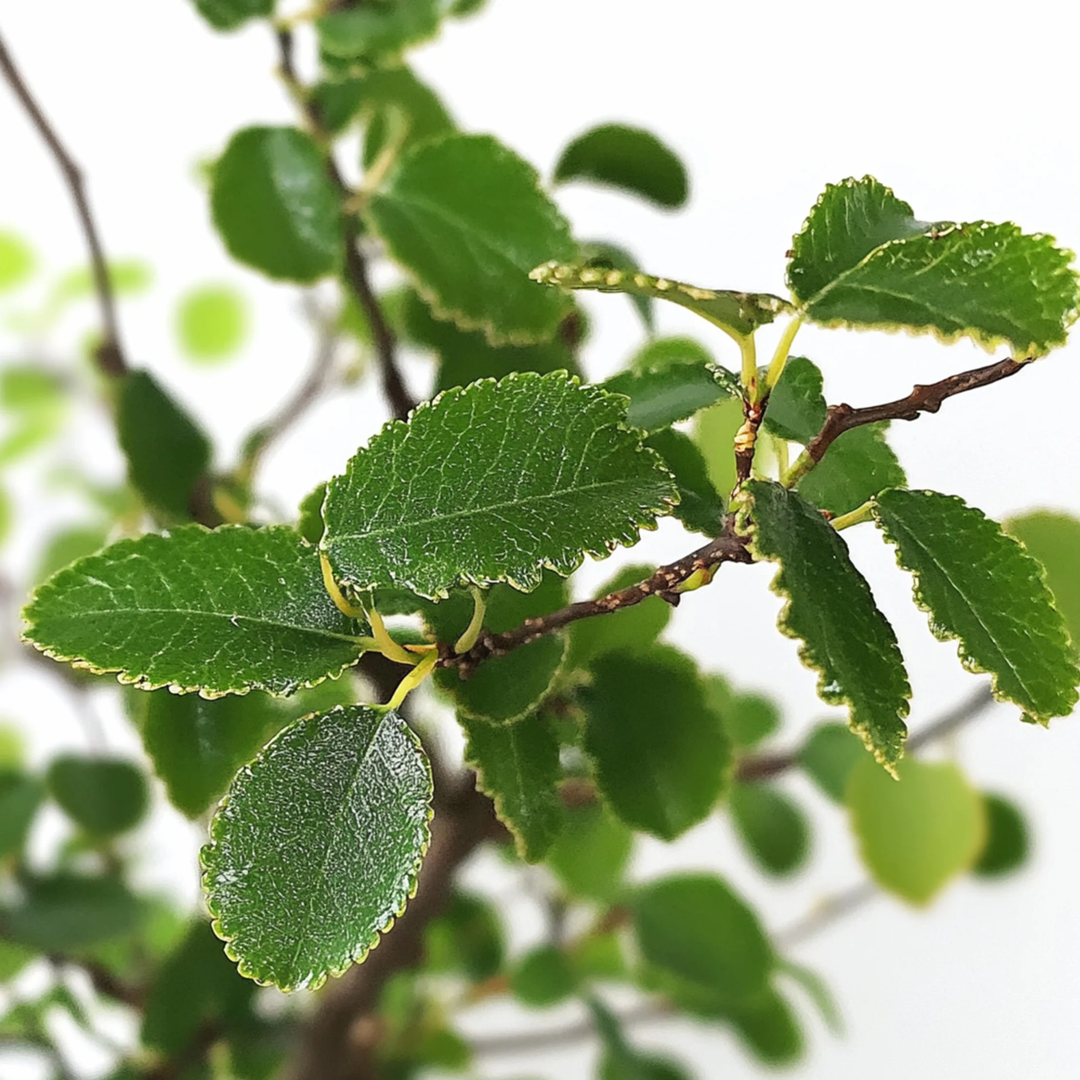 Plant in a Box - Bonsai 'Zelkova' - W kształcie litery S - Wysokość 20-30 cm - Rozmiar doniczki 15cm