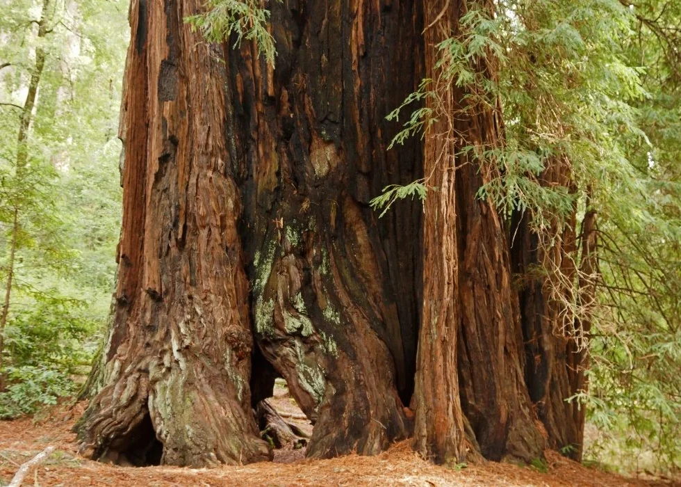 SAFLAX - Sekwoja Przybrzeżna - 50 Nasiona - Z pożywką wolną od zarazków - Sequoia sempervirens
