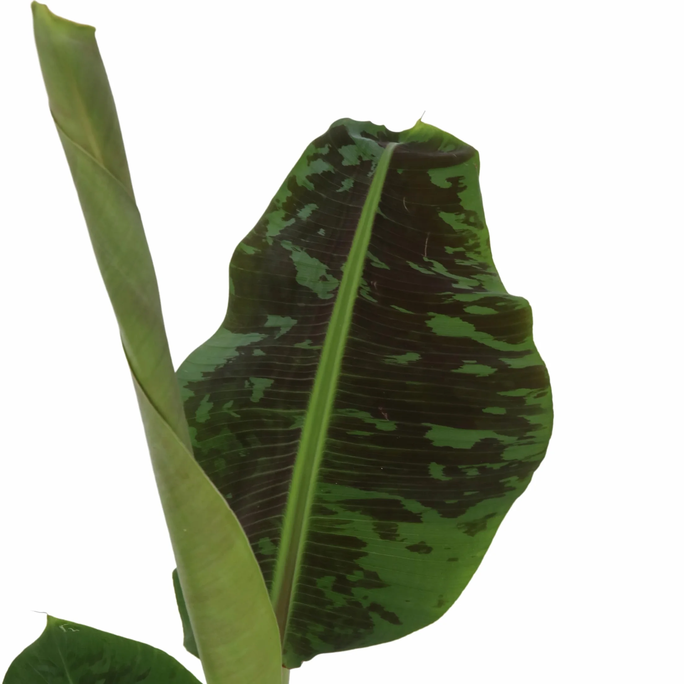 Musa 'Darf Cavendish' Bananowiec Doniczka 21cm Wysokość 90-100cm