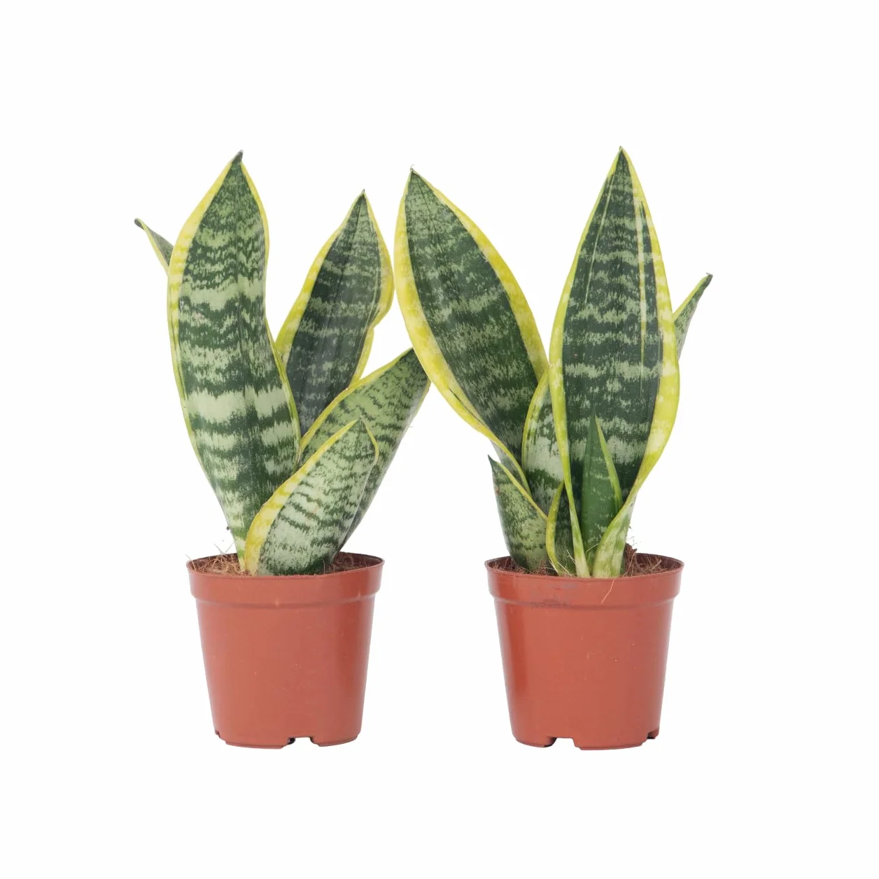 Plant in a Box - Wężownica - Język teściowej - Zestaw 2 sztuk - Sansevieria 'Futura Superba' - Doniczka 12cm - Wysokość 35-40cm