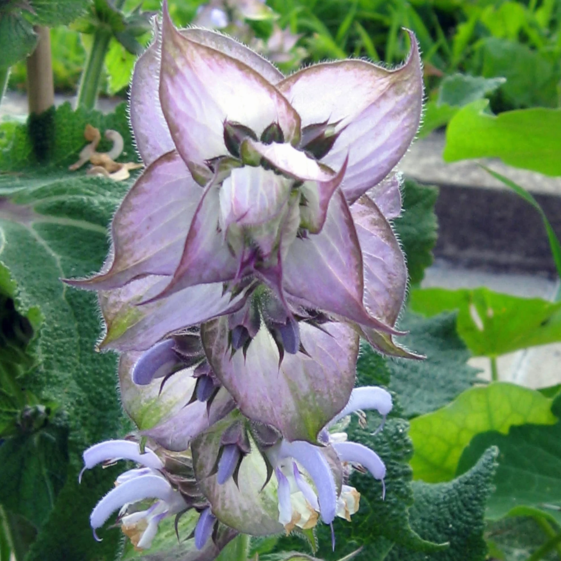 Szałwia muszkatołowa (Salvia sclarea) - ok. 100 nasion