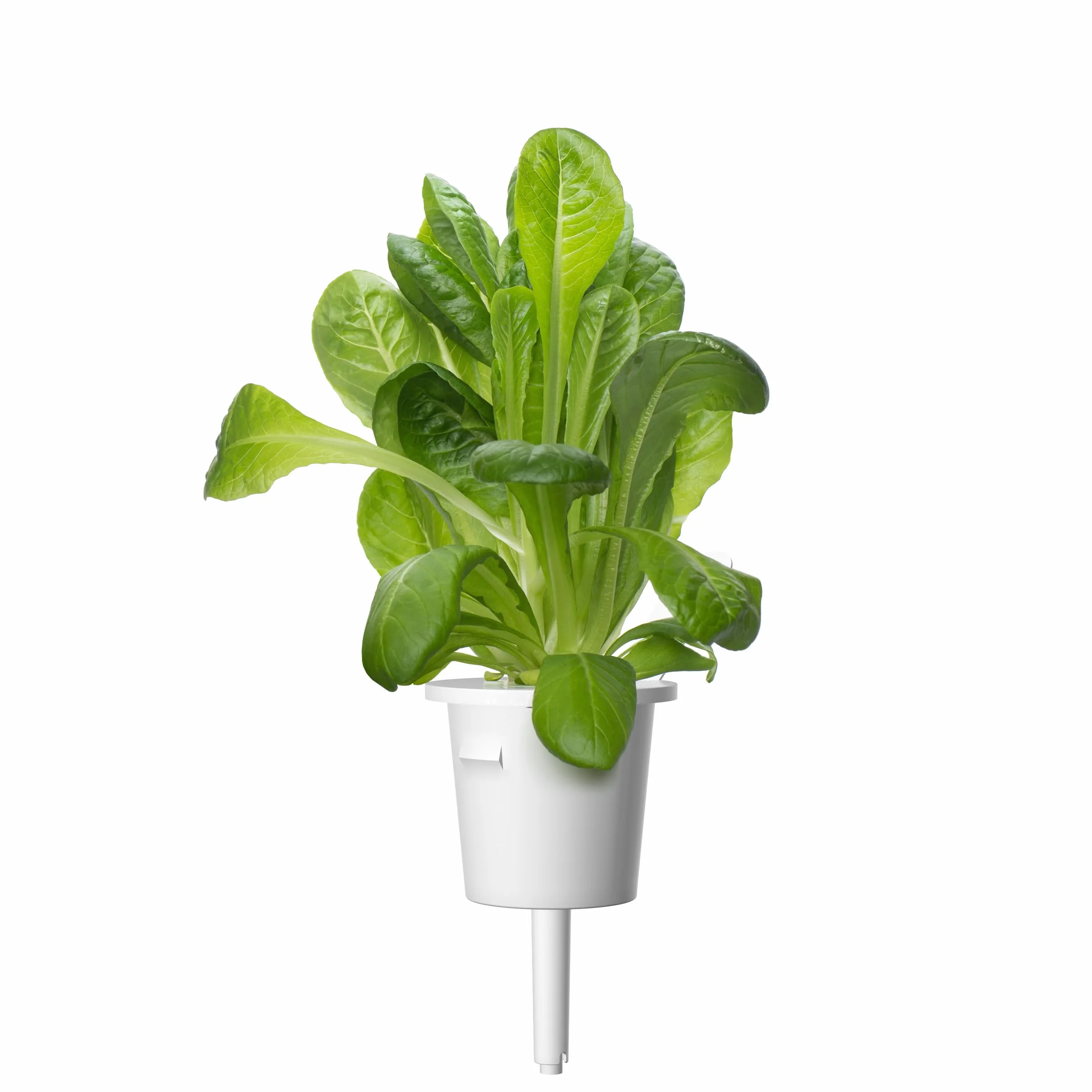 Click & Grow Plant Pods, sałata rzymska, kapsułki roślinne do Smart Garden, 3-pak