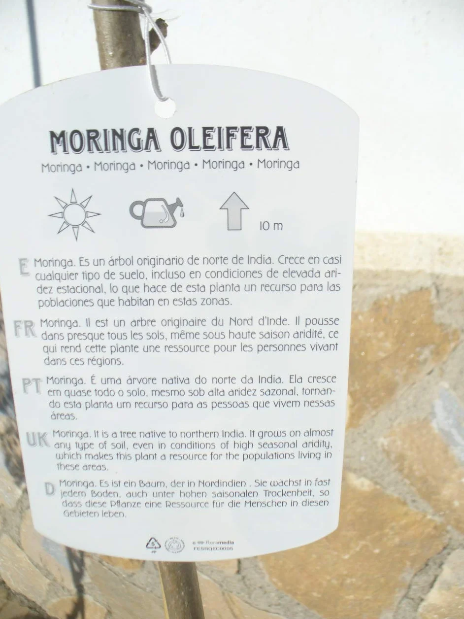 Moringa oleifera drzewo rzodkiewki morskiej, 1 młode drzewko o wysokości ok. 85–130 cm, szybko rosnące drzewo zdrowia