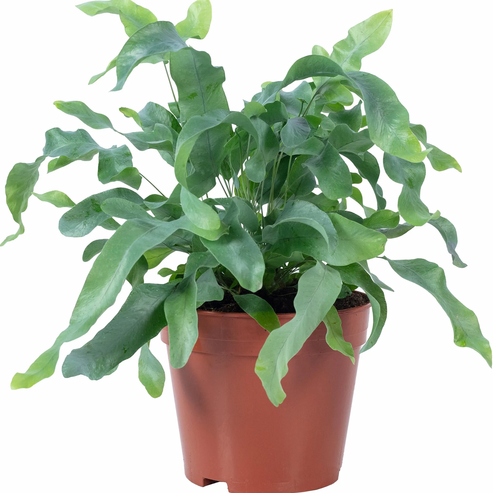 Phlebodium aureum 'Blue Star' Złota paproć roślina pokojowa 40 cm doniczka 14 cm