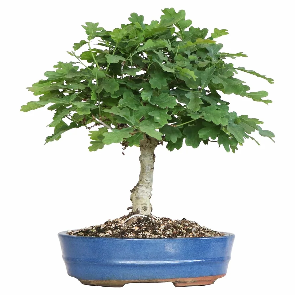 Bonsai Quercus Pubescens Japoński Dąb Puchaty Roślina Zewnętrzna H 40-45 cm Doniczka Ø 26 cm