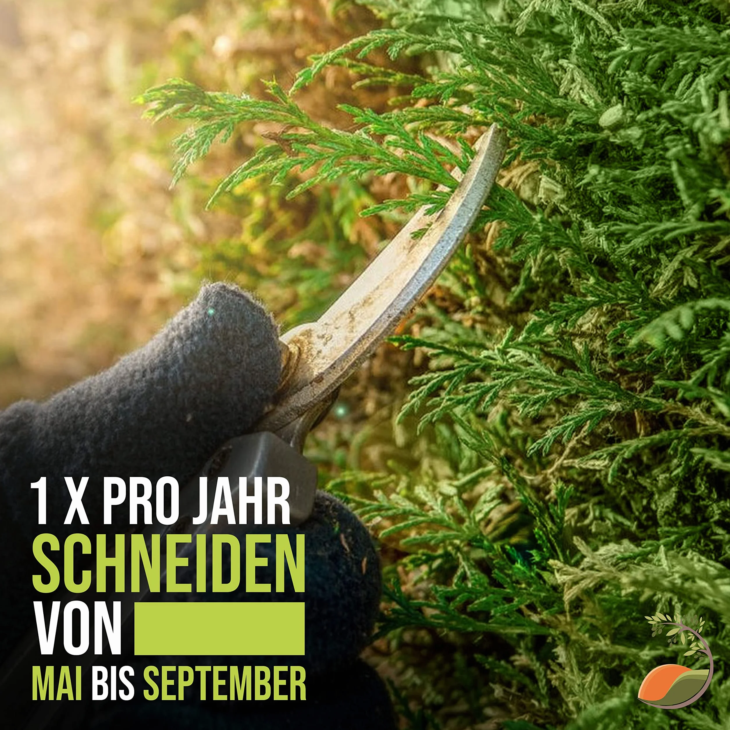 Cupressus Sempervirens włoski cyprys 170 cm, smukły zimozielony cyprys do ogrodu