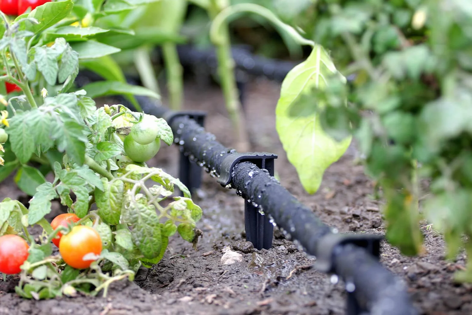 GARDENIX opakowanie 50 AquaPEG wąż ogrodowy kotwica uziemienia Spike kotwica montażowa do węża kroplowego Wtyczka węża perłowego widelec