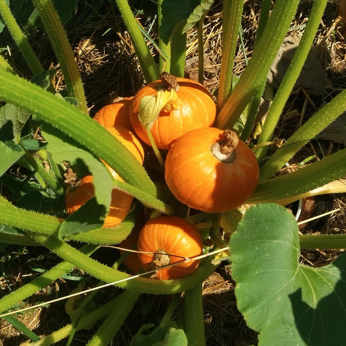 Dynia Golden Nugget Cucurbita maxima 7-pestkowa odmiana z USA