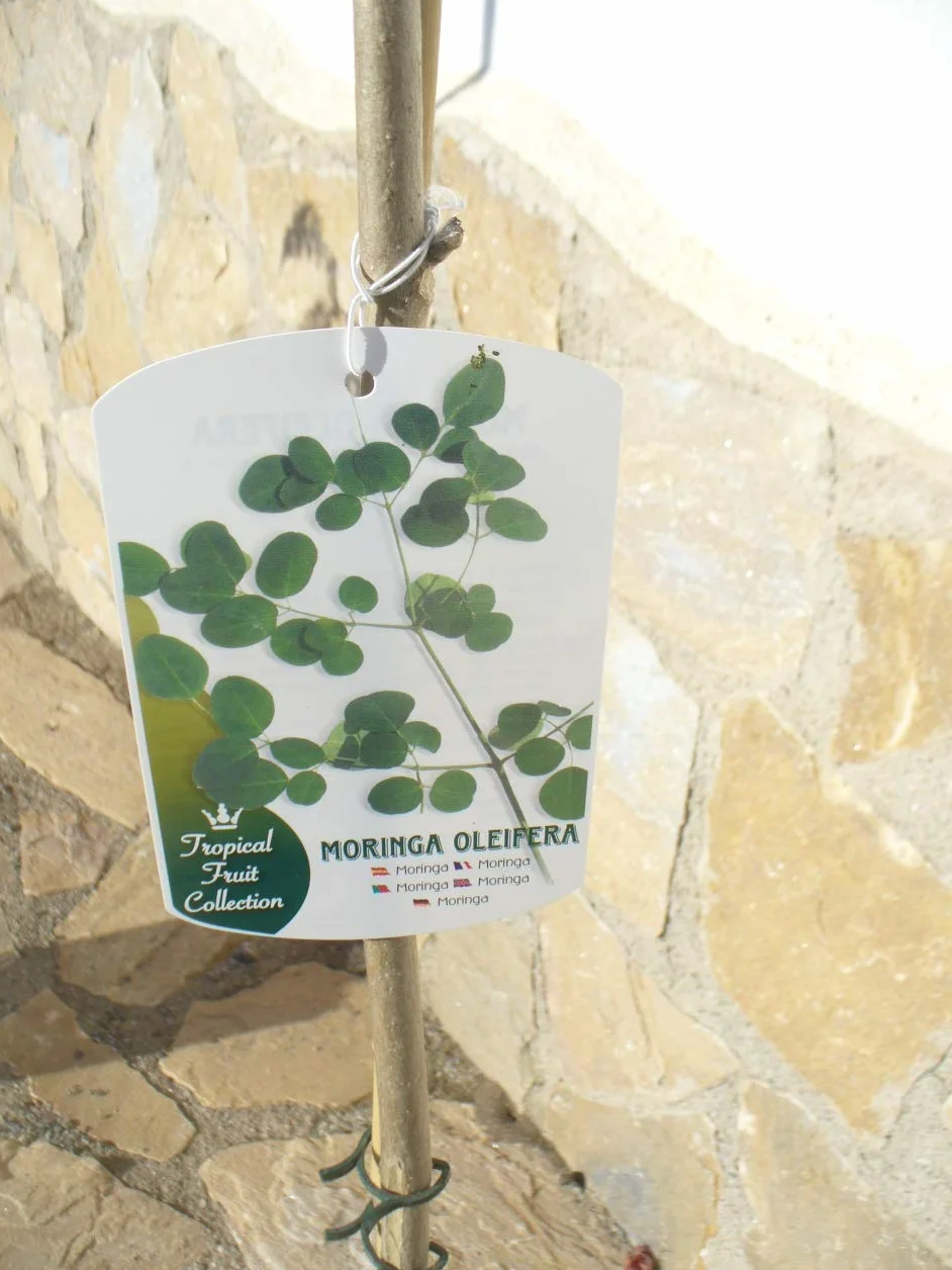 Moringa oleifera drzewo rzodkiewki morskiej, 1 młode drzewko o wysokości ok. 85–130 cm, szybko rosnące drzewo zdrowia