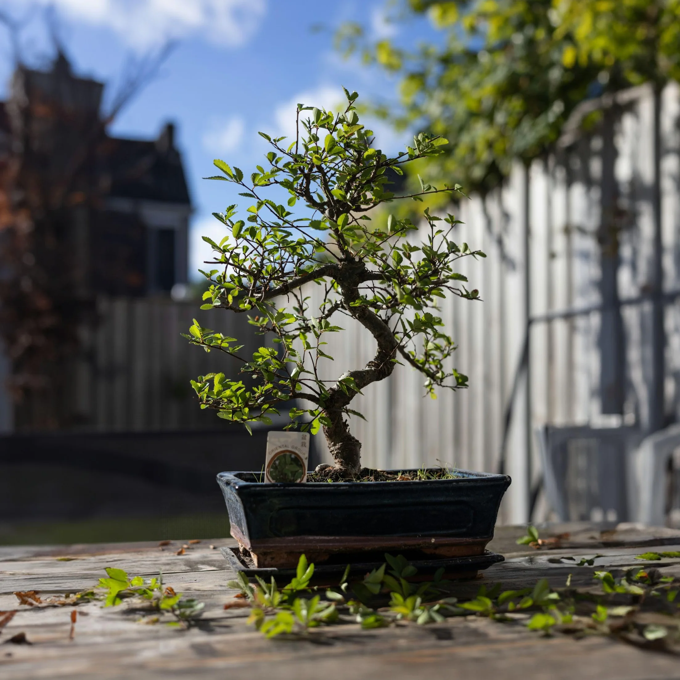 Bonsai Carmona microphylla Drzewko herbaciane Fukien 20-30cm Doniczka 20cm