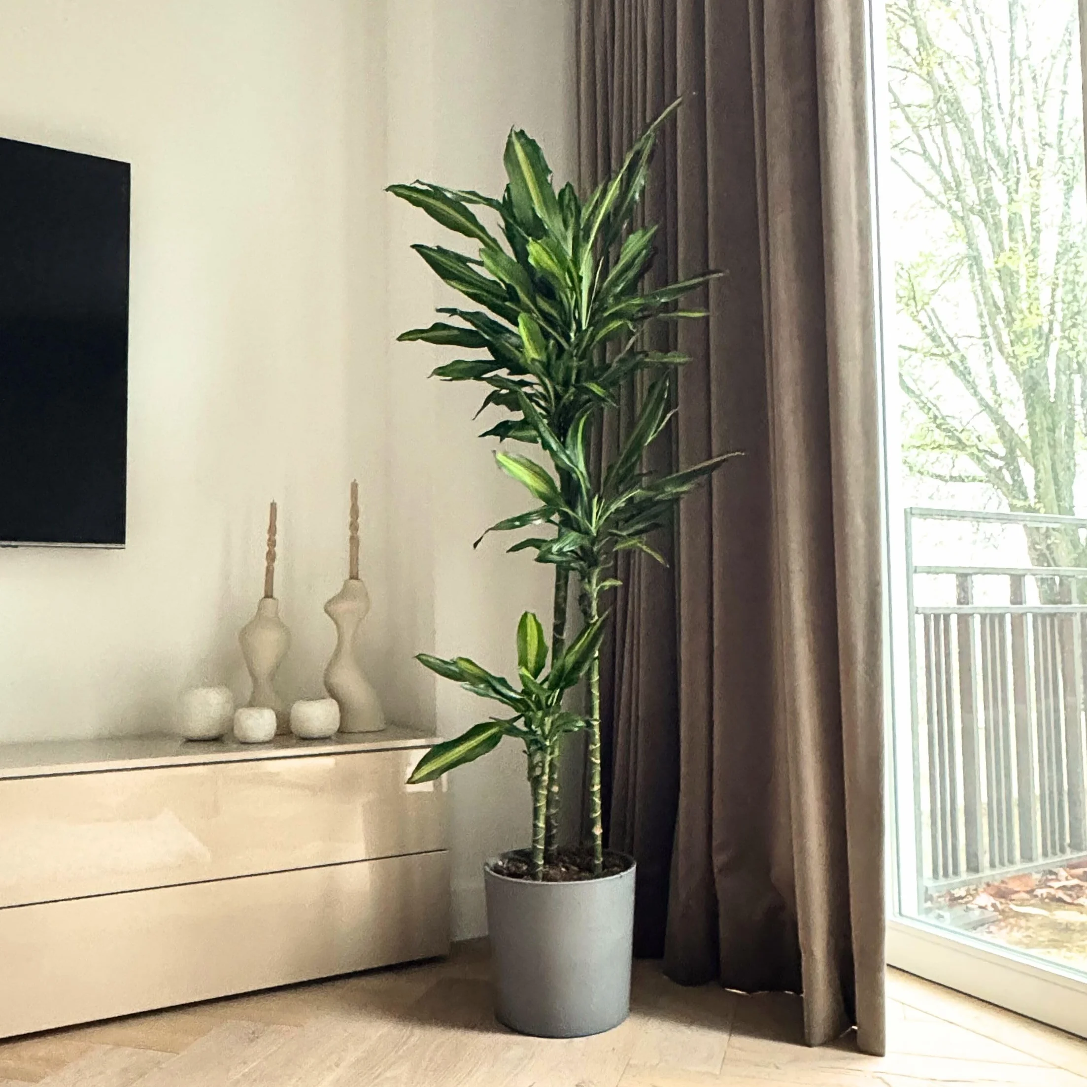 Dracaena fragrans 'Cintho' Smocze drzewo Doniczka 24cm Wysokość 140-150cm