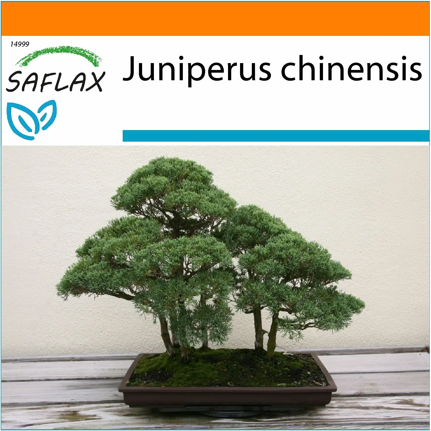 SAFLAX Ogród w torbie Bonsai Chiński Jałowiec 30 Nasiona Juniperus chinensis z podłożem