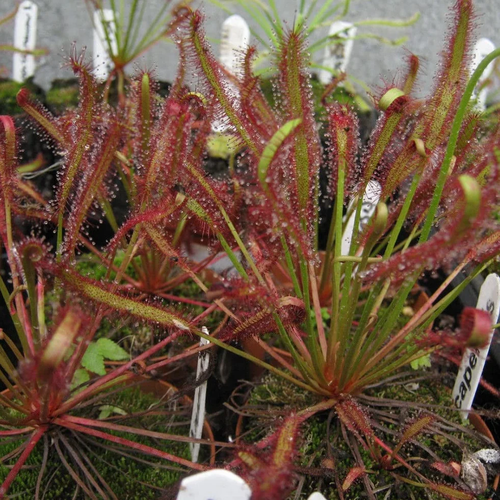 Generic Mięsożerna roślina ogrodowa, 100 szt. Peleryna rosiczka odświeżająca Drosera Capensis mięsożerna roślina ogrodowa łatwa w uprawie
