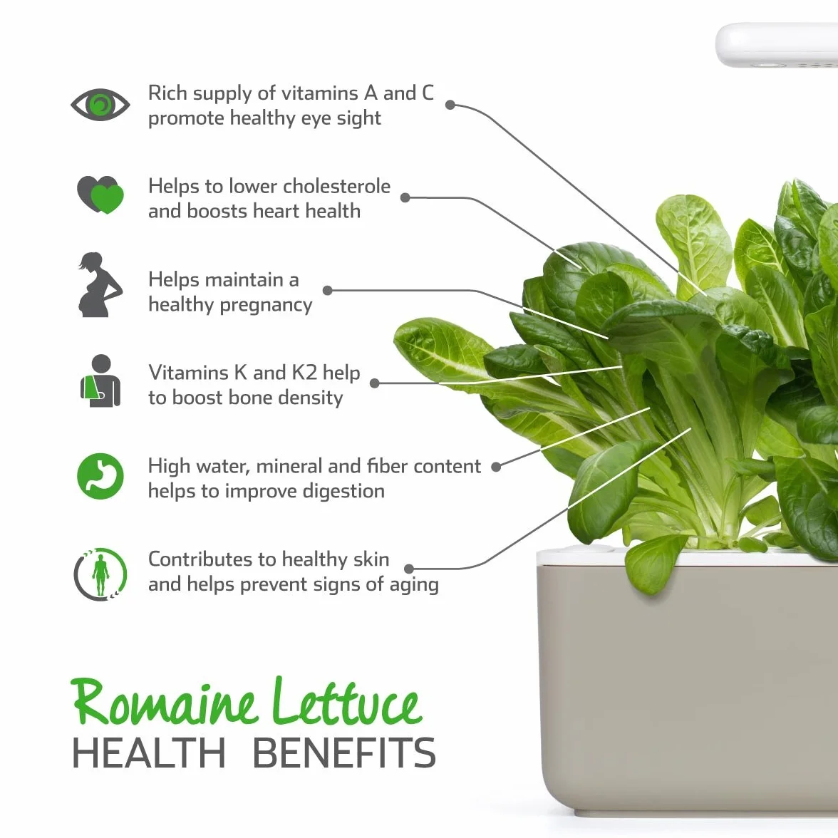 Click & Grow Plant Pods, sałata rzymska, kapsułki roślinne do Smart Garden, 3-pak
