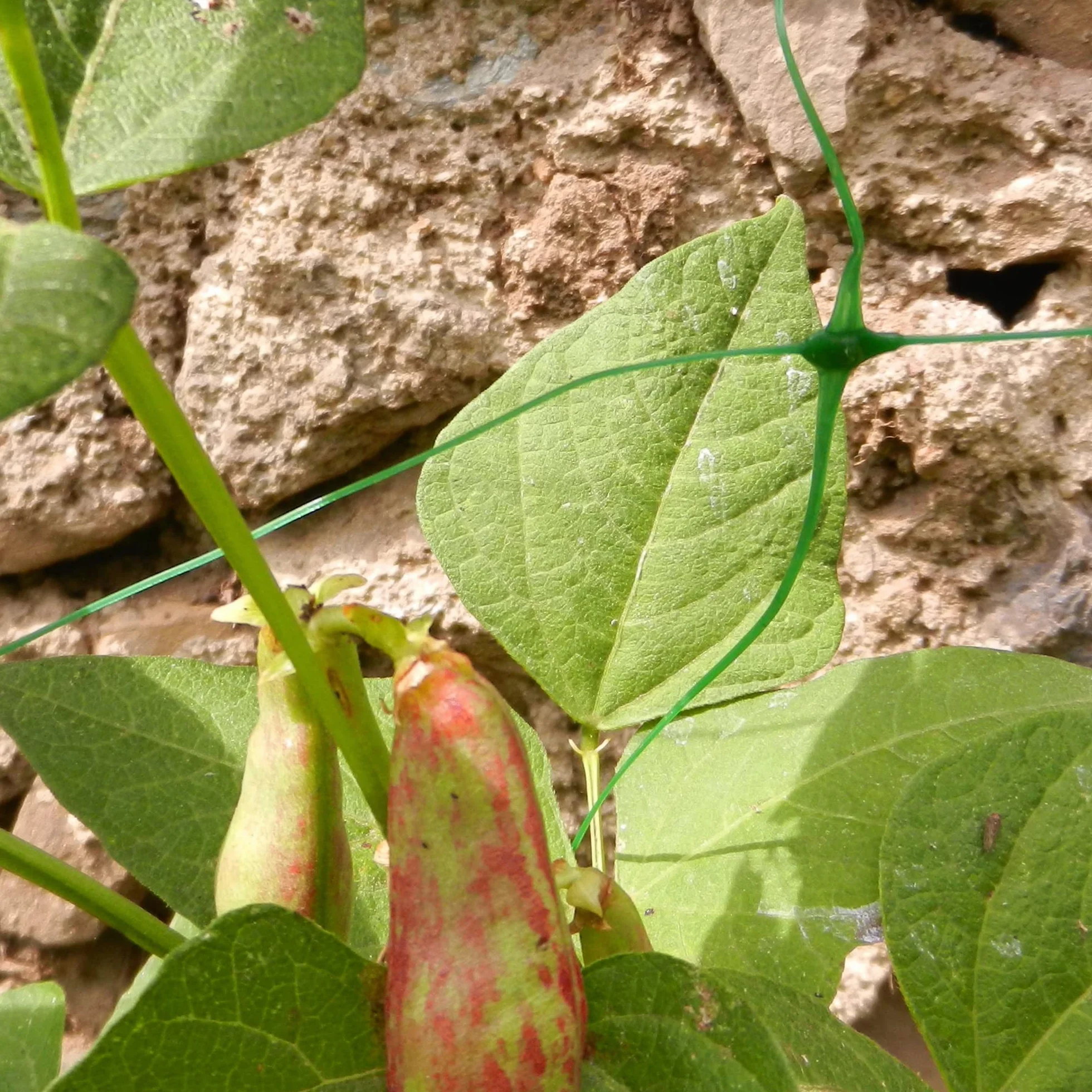 TENAX Flora 2,00 x 5 m zielona siatka do pnączy wsparcie warzyw i roślin
