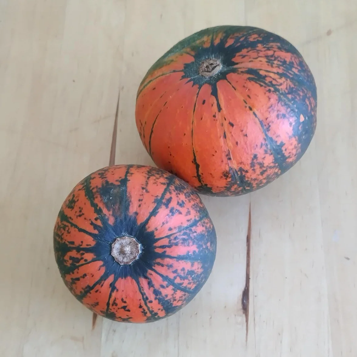 Dynia Golden Nugget Cucurbita maxima 7-pestkowa odmiana z USA