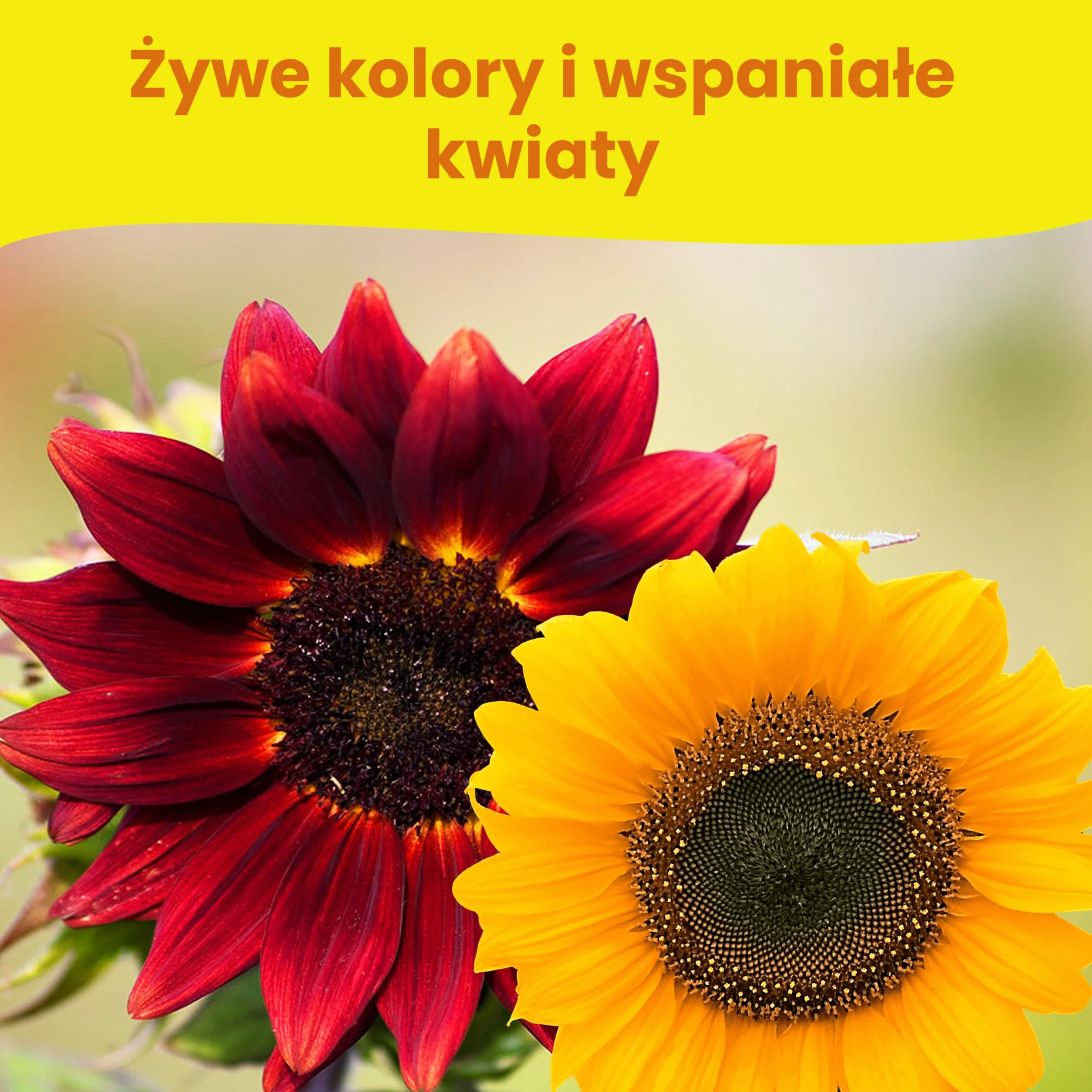 LERAVA Zestaw Nasion Słonecznika 4 odmiany Wysoki Żółty Gigant Czerwony Gigant Karłowaty Ozdobny Sungold Teddy