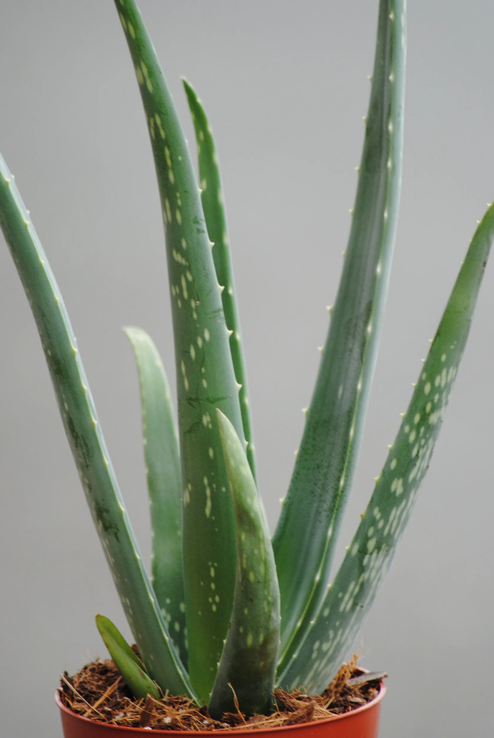 Aloes w doniczce 12 cm, wysokość 40 cm, 3 sztuki