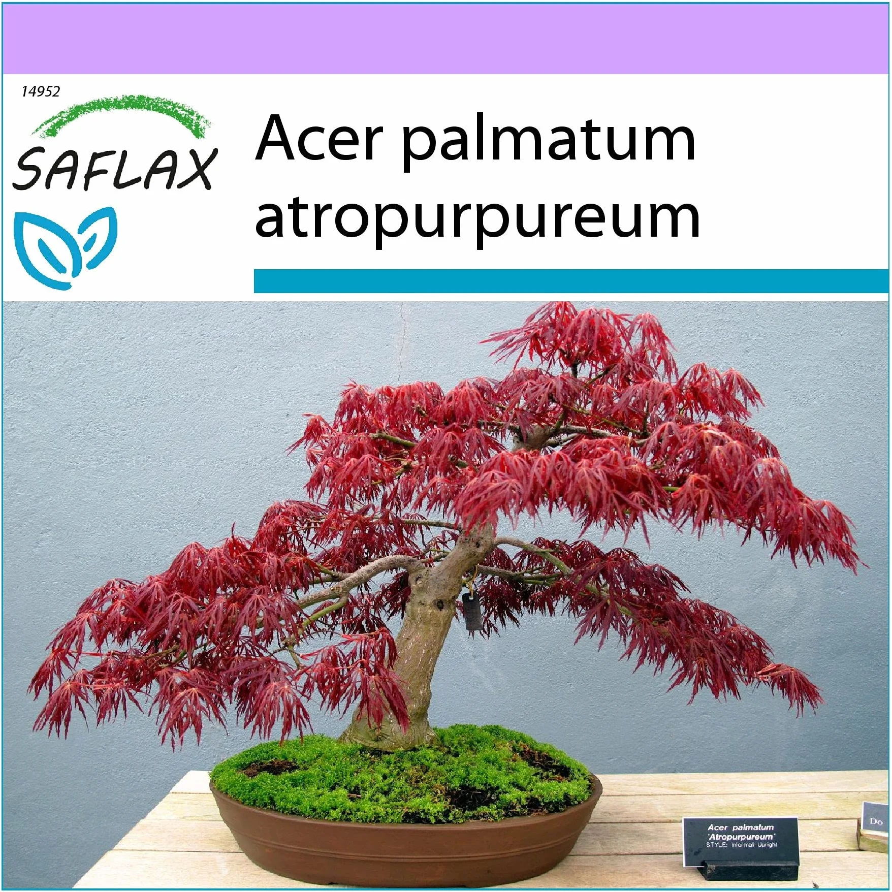 Czerwony Klon Japoński Acer palmatum Bonsai - 20 Nasiona SAFLAX