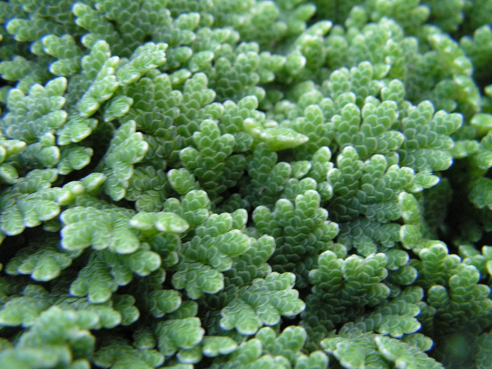 Portal Cool Azolla Caroliniana Feenmoos mrozoodporna paproć