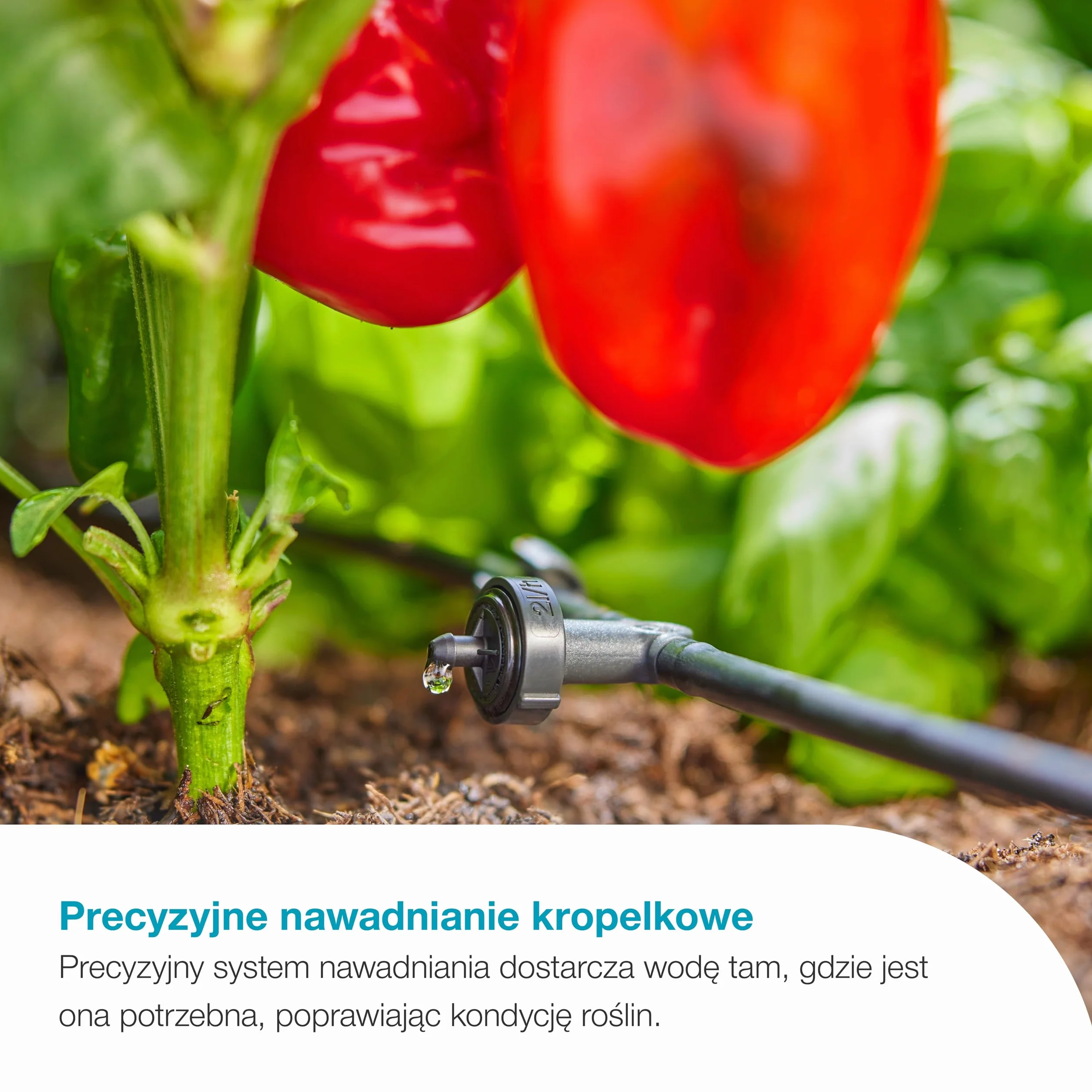 Gardena System nawadniania słonecznego AquaBloom L Set, automatyczny system nawadniania