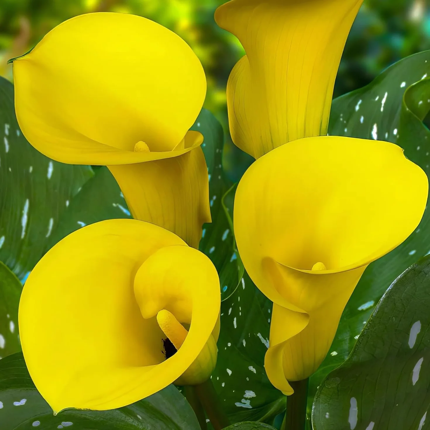 Cebulki żółtej pasji (żółte) Zantedeschia Calla Lily, 5 prawdziwych i dużych cebul, które rodzą więcej niż 5 kwiatów, idealna roślina ogrodowa, kwiatowe z Holandii (bez nasion i nie sztuczne)