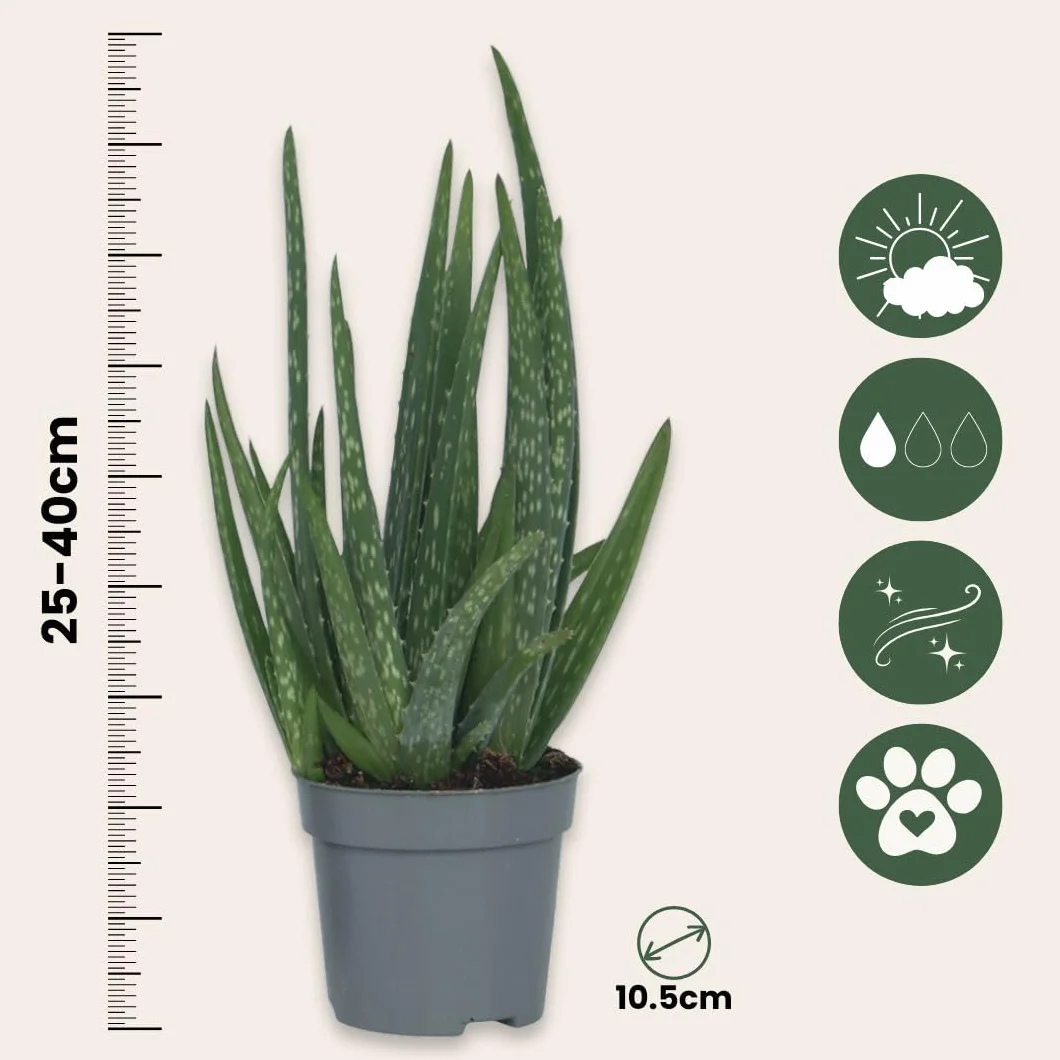 Aloes Aloe Vera Zestaw 4 sztuk Doniczka 10cm Wysokość 20-30cm