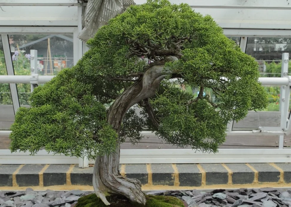 SAFLAX Bonsai Chiński Jałowiec Juniperus chinensis 30 Nasiona