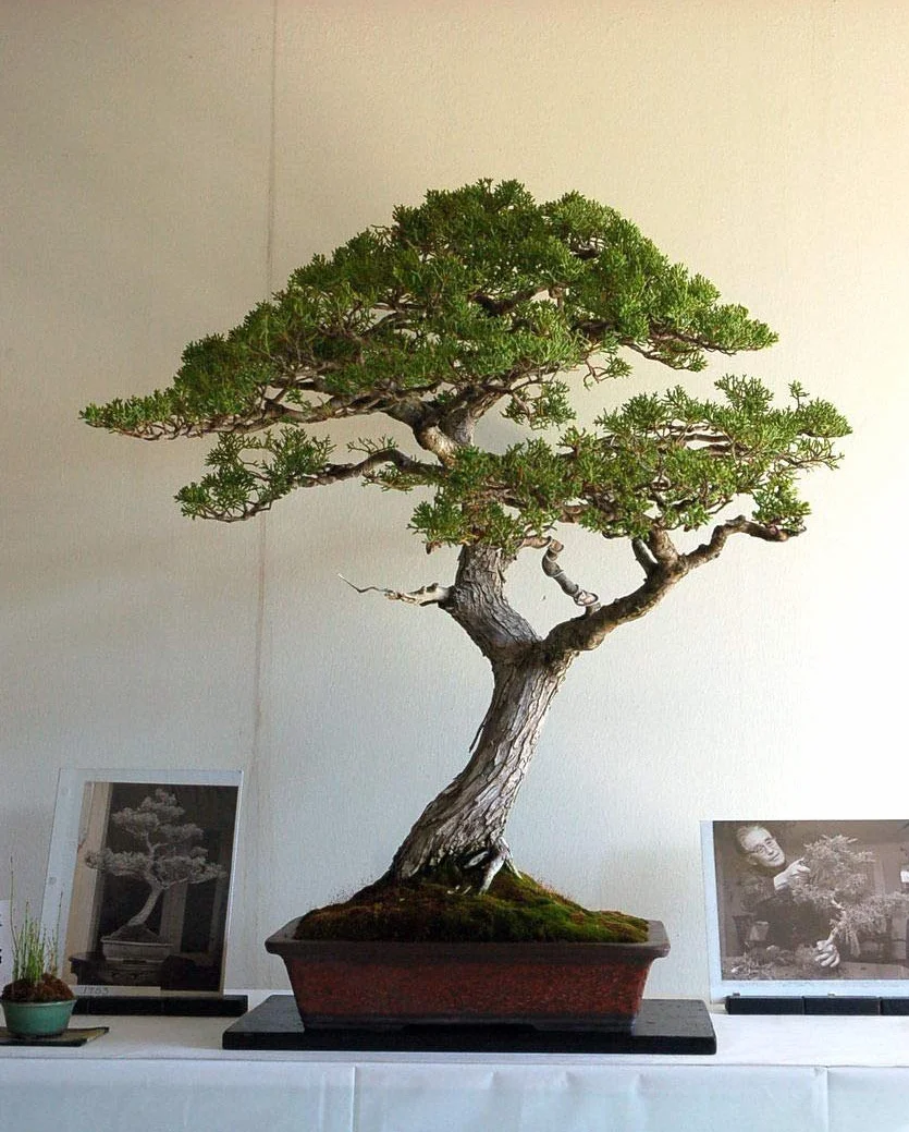 Szczodrzak Monterey Pine Alberello Bonsai starterowy