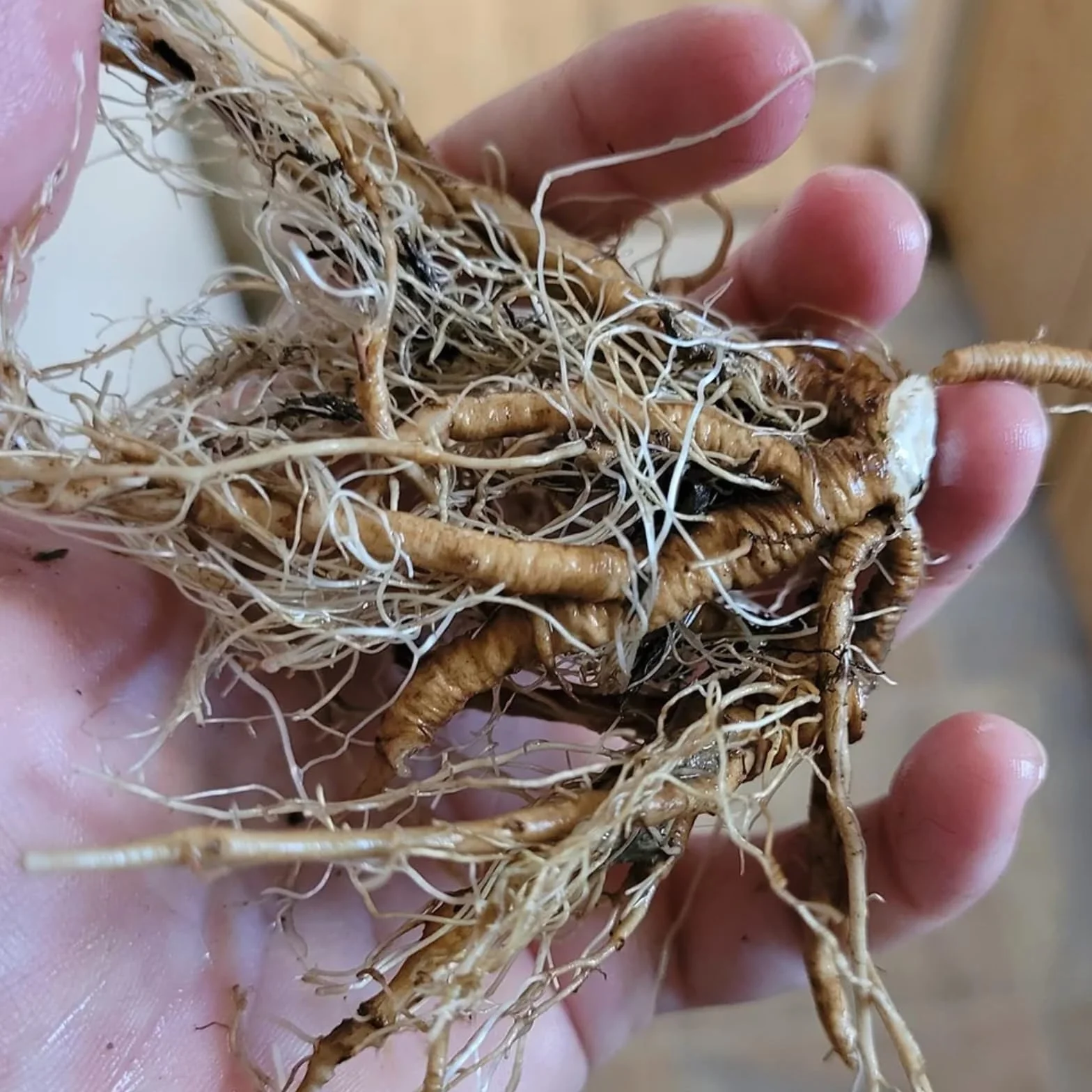 Hosta mrozoodporna bylina cebulki 6 szt dekoracja ogrodowa