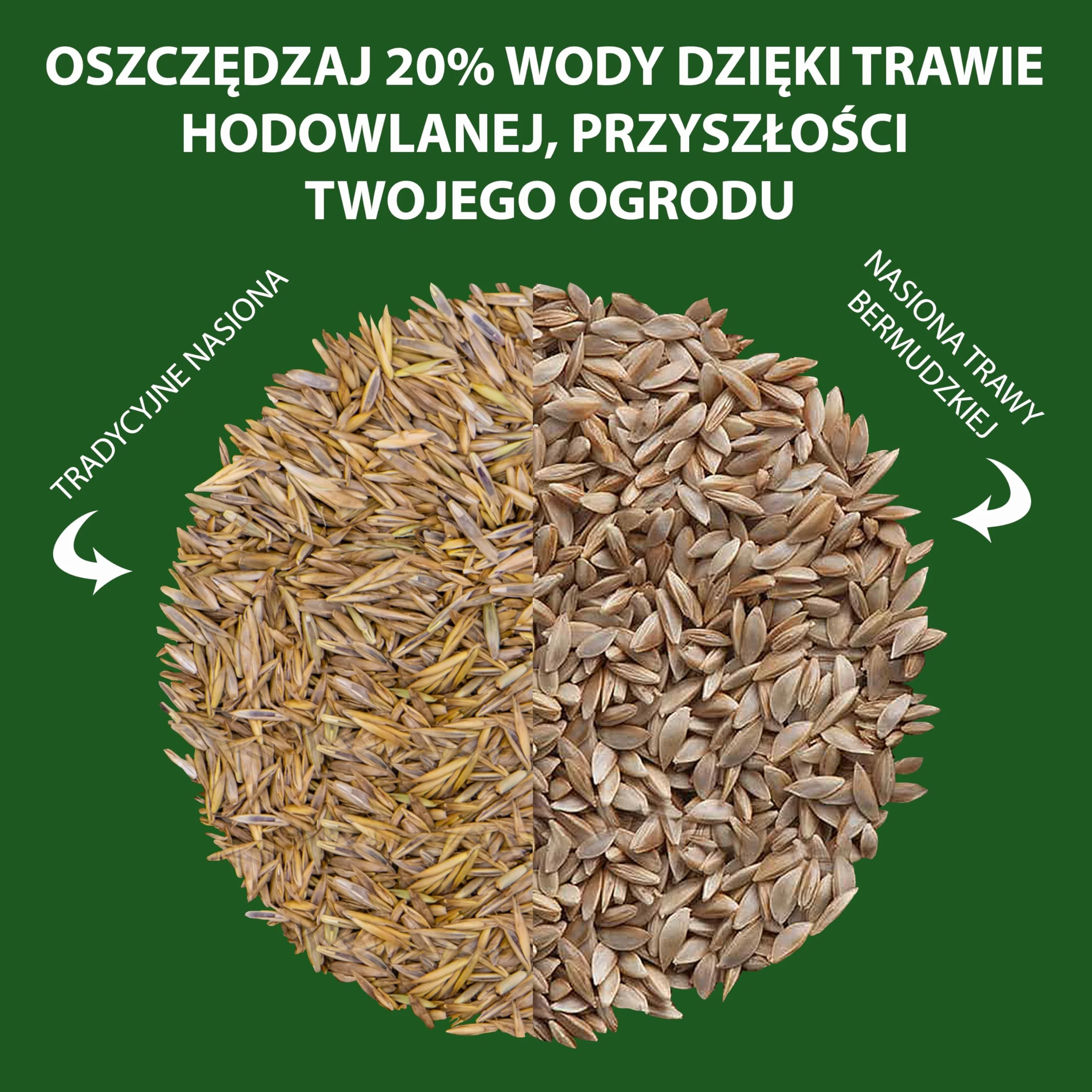 LERAVA Nasiona trawnika Cynodon dactylon (500 g) - Na 50 m² - Deptany i odporne na suszę - Idealne do trawników śródziemnomorskich i nadmorskich - Zużywa do 20% mniej wody - Made in Italy