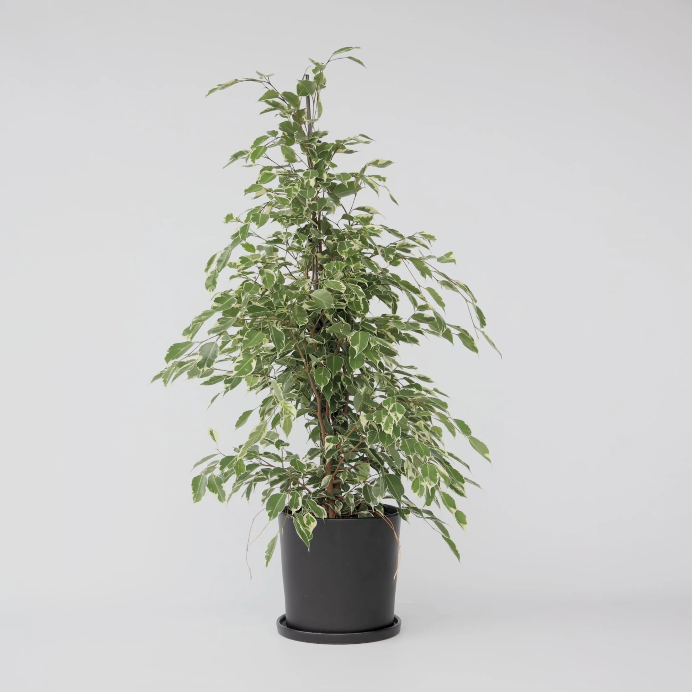 Ficus Benjamina Twilight Roślina Doniczkowa 21cm 100-110cm