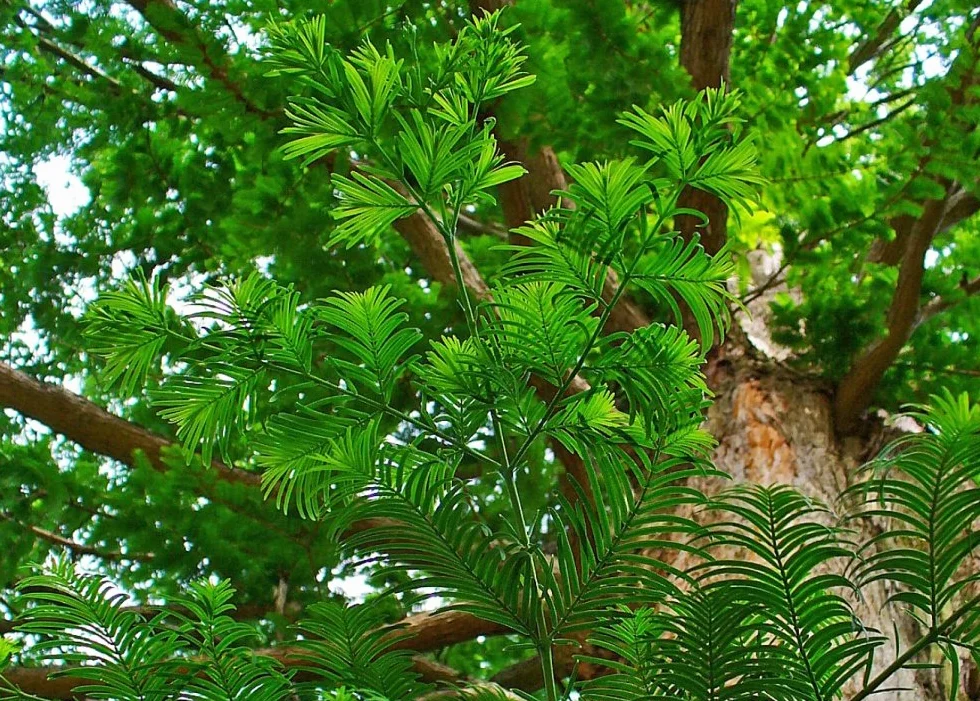SAFLAX Sekwoja Metasequoia glyptostroboides 60 Nasiona