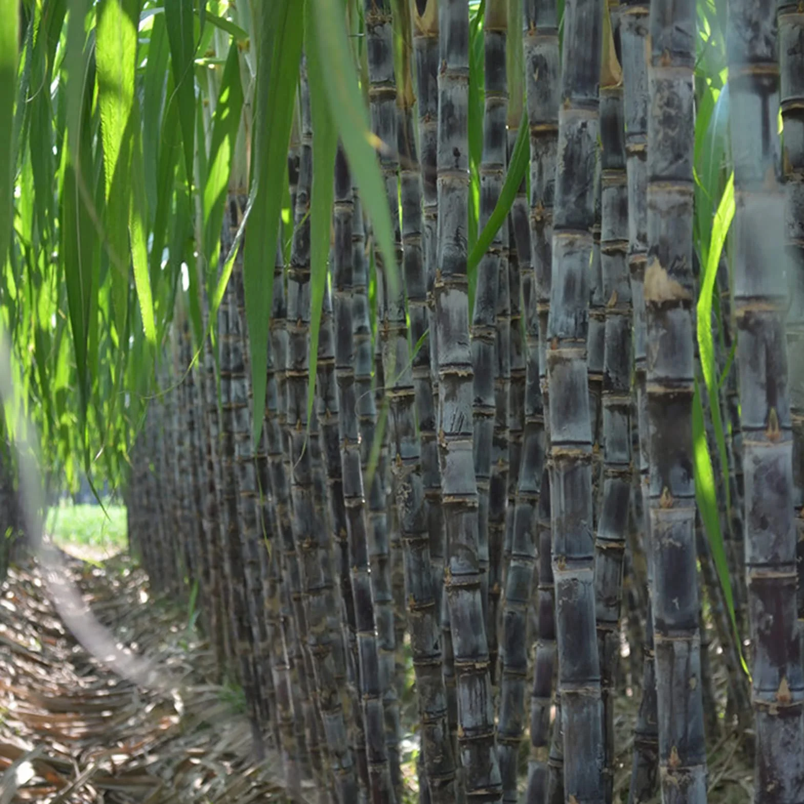 Generic Nasiona trzciny cukrowej, 200 szt. Nasiona trzciny produktywne jadalne pożywne szybki wzrost smaczne nasiona trzciny cukrowej do sadu Czarny