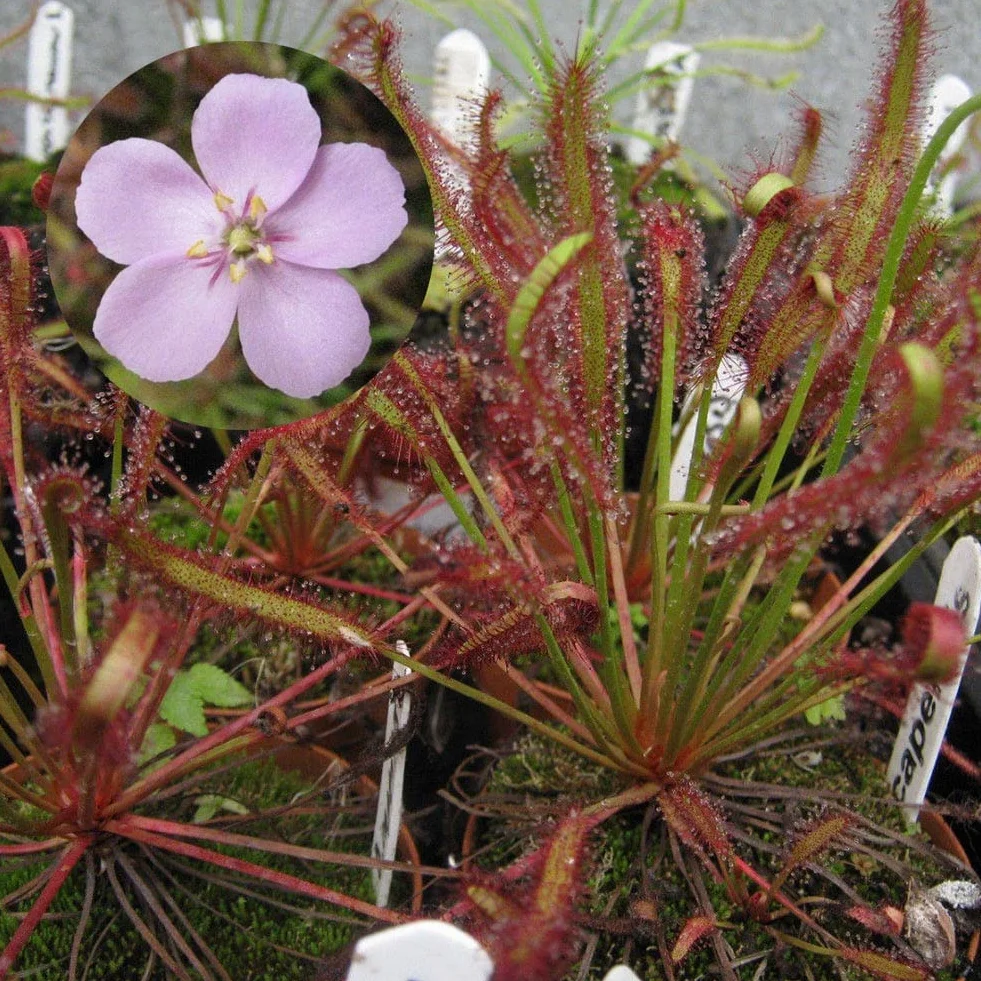 Generic Mięsożerna roślina ogrodowa, 100 szt. Peleryna rosiczka odświeżająca Drosera Capensis mięsożerna roślina ogrodowa łatwa w uprawie