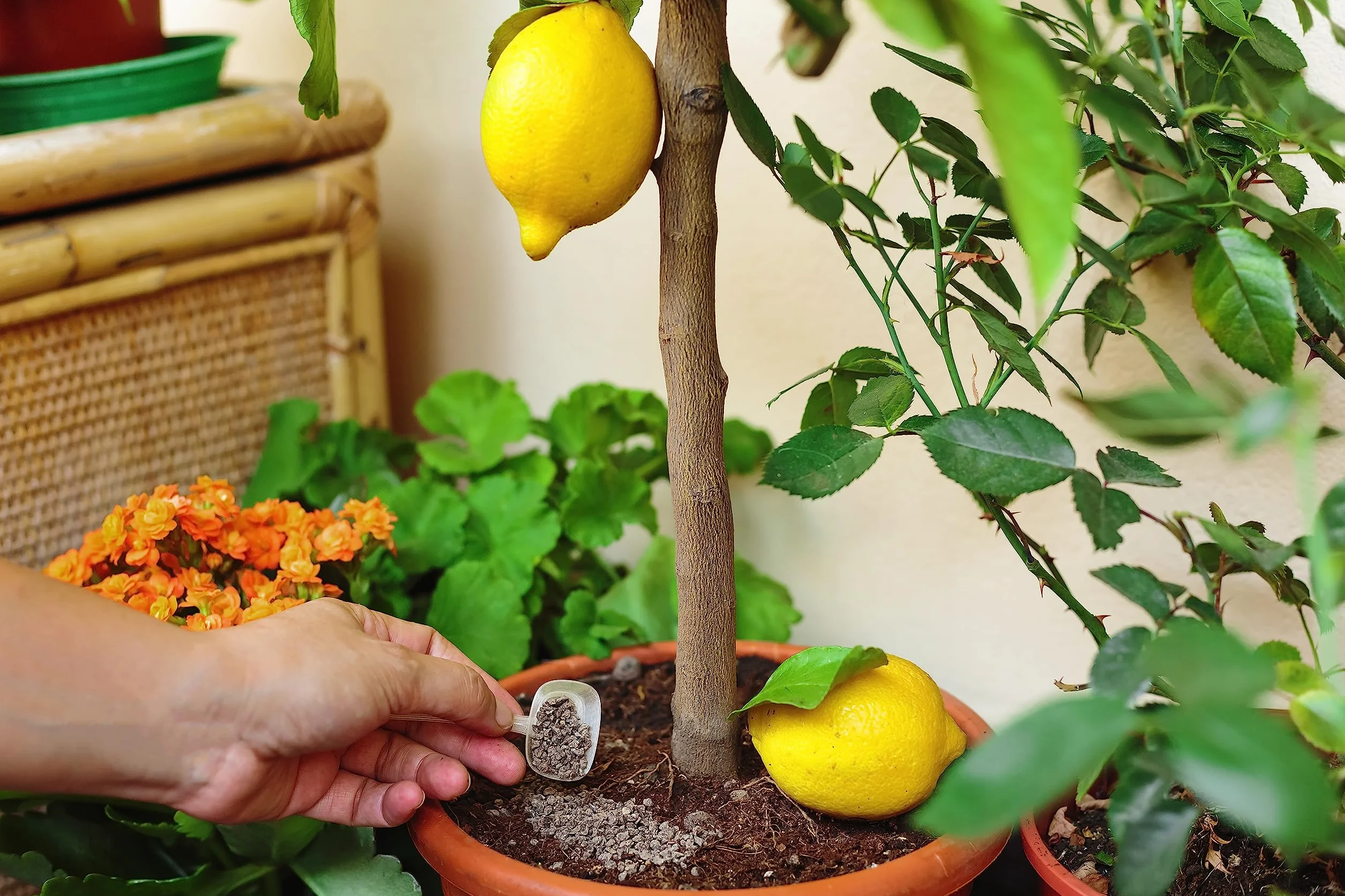 Organiczny nawóz do cytrusów o powolnym uwalnianiu R&R SHOP