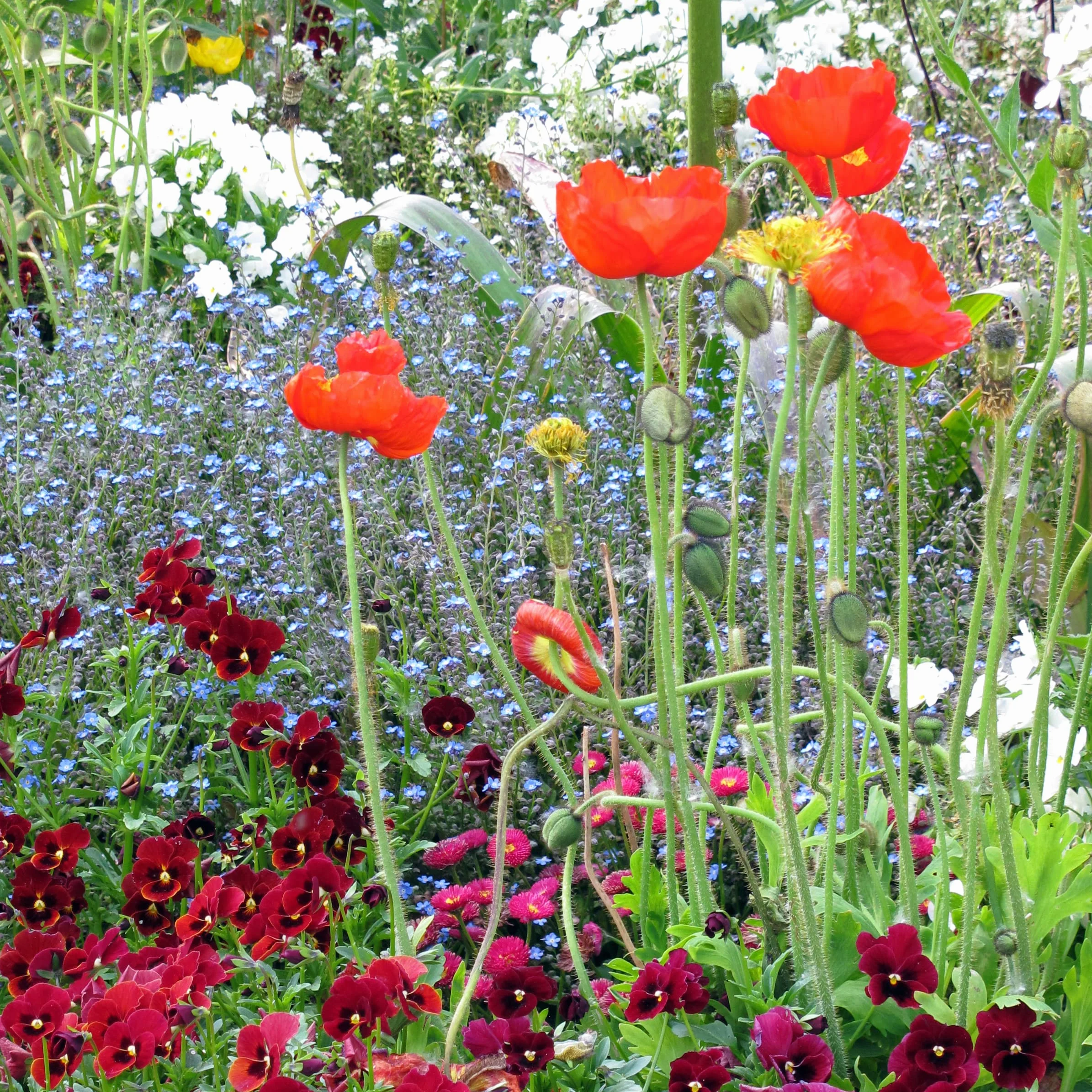 Mak islandzki (Papaver nudicaule) ok. 1200 nasion dwuletniej do wieloletniej byliny zielnej do ogrodu zbliżonego do naturalnego