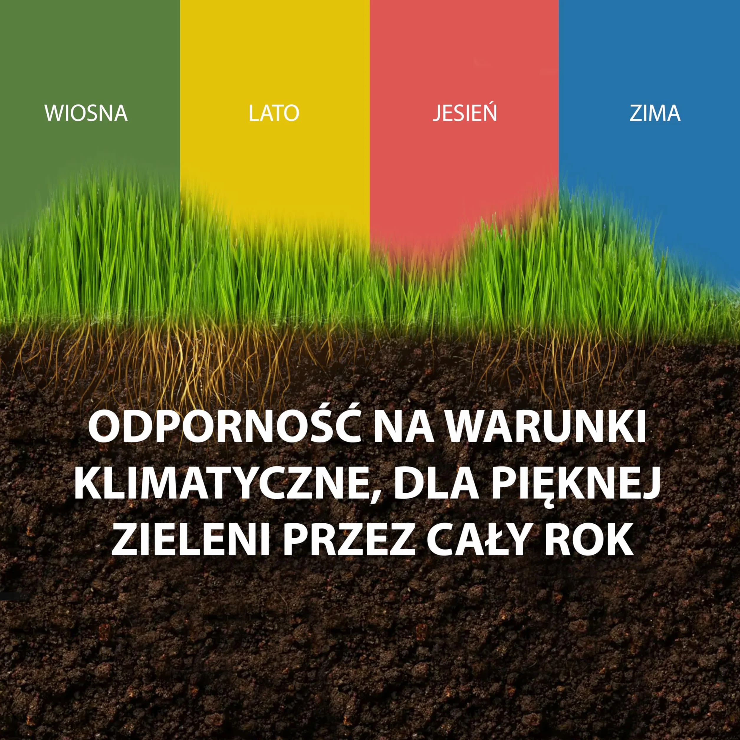 LERAVA Nasiona trawnika Cynodon dactylon (500 g) - Na 50 m² - Deptany i odporne na suszę - Idealne do trawników śródziemnomorskich i nadmorskich - Zużywa do 20% mniej wody - Made in Italy