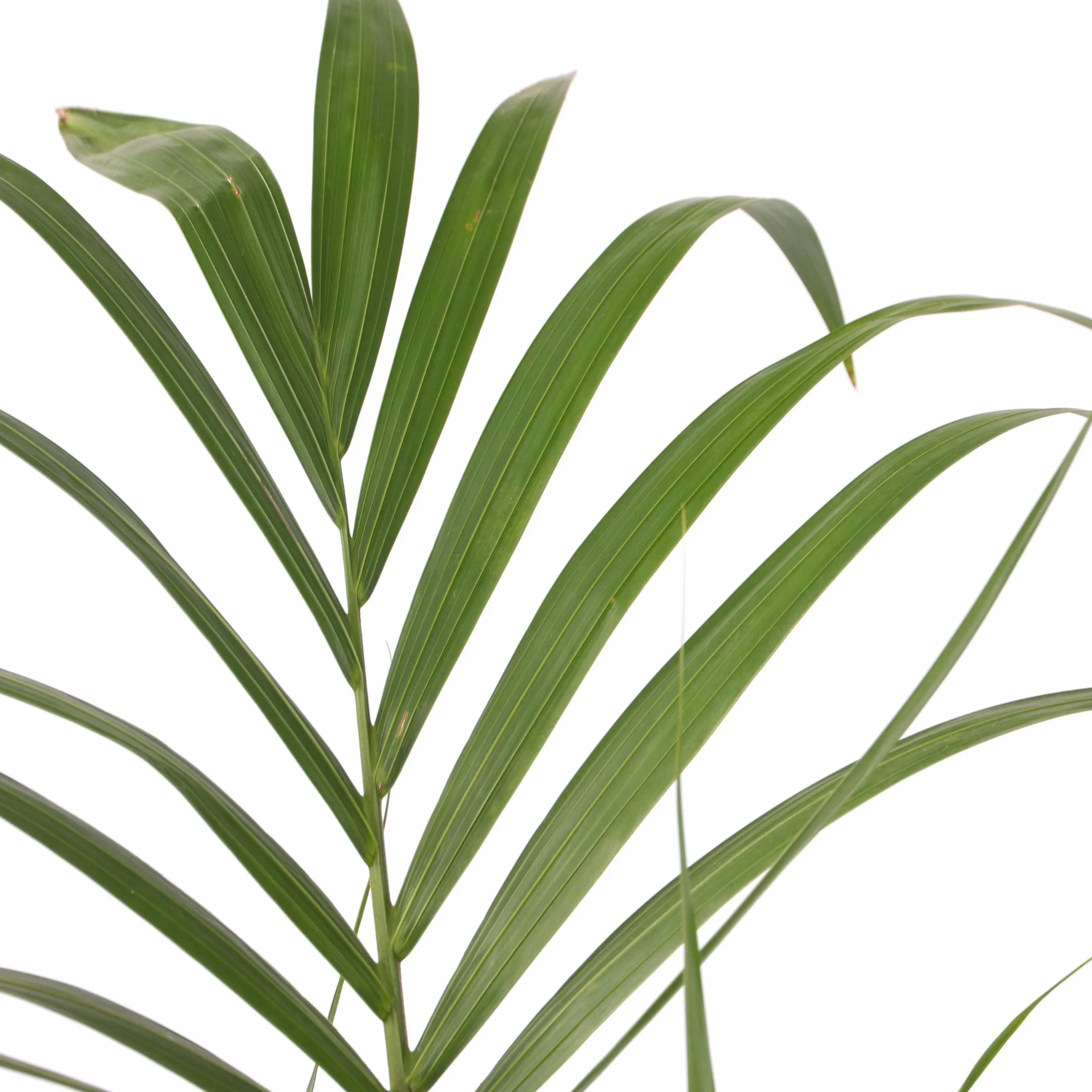 Howea Forsteriana Kentia Palma 18cm 90-100cm Roślina Domowa